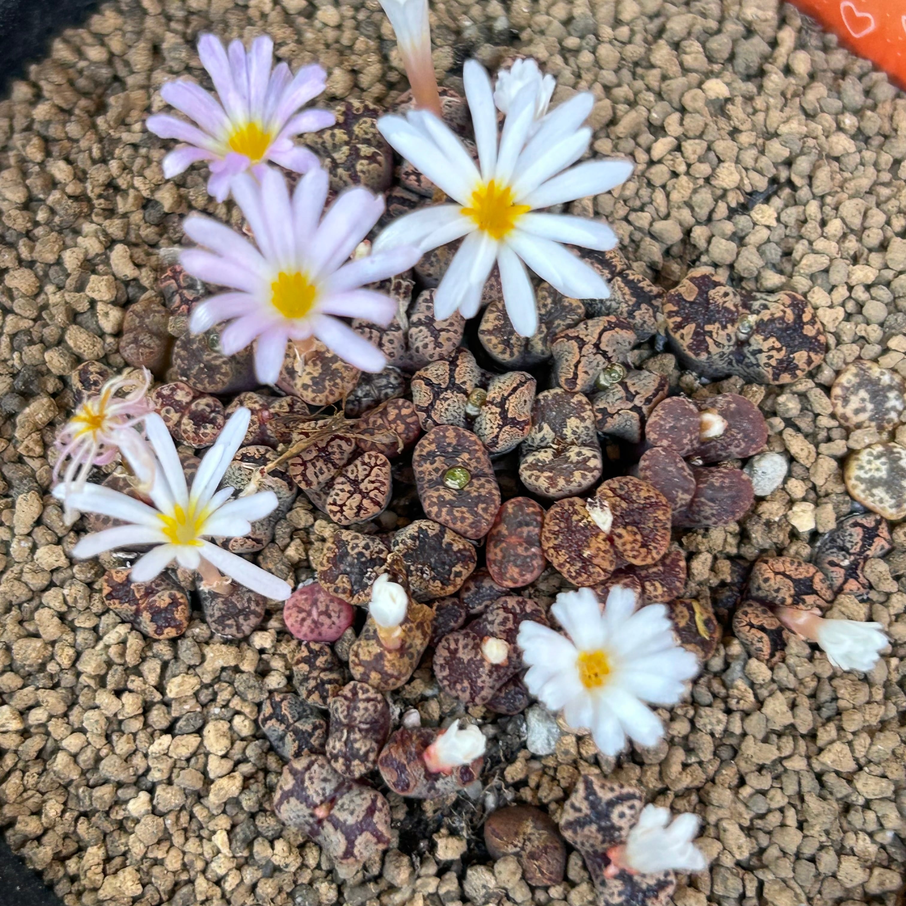 ペルシダムレッド(コノフィツム) | RuPo 多肉植物専門店