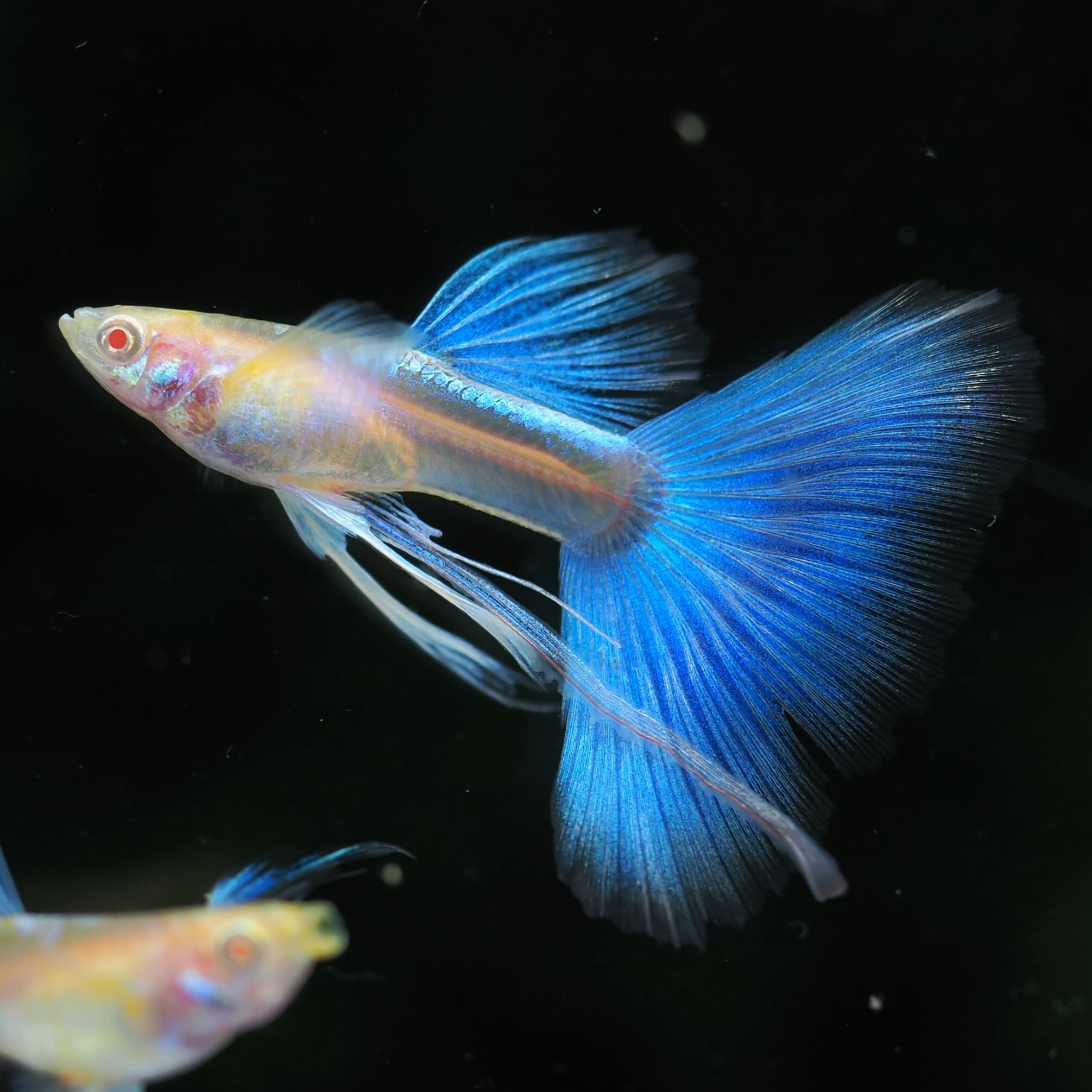 GUPPY | 伊豆グッピーファーム