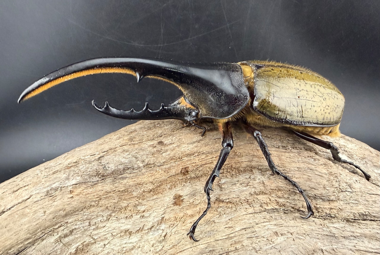 《ヘラクレス・ヘラクレス 139mm ペア》