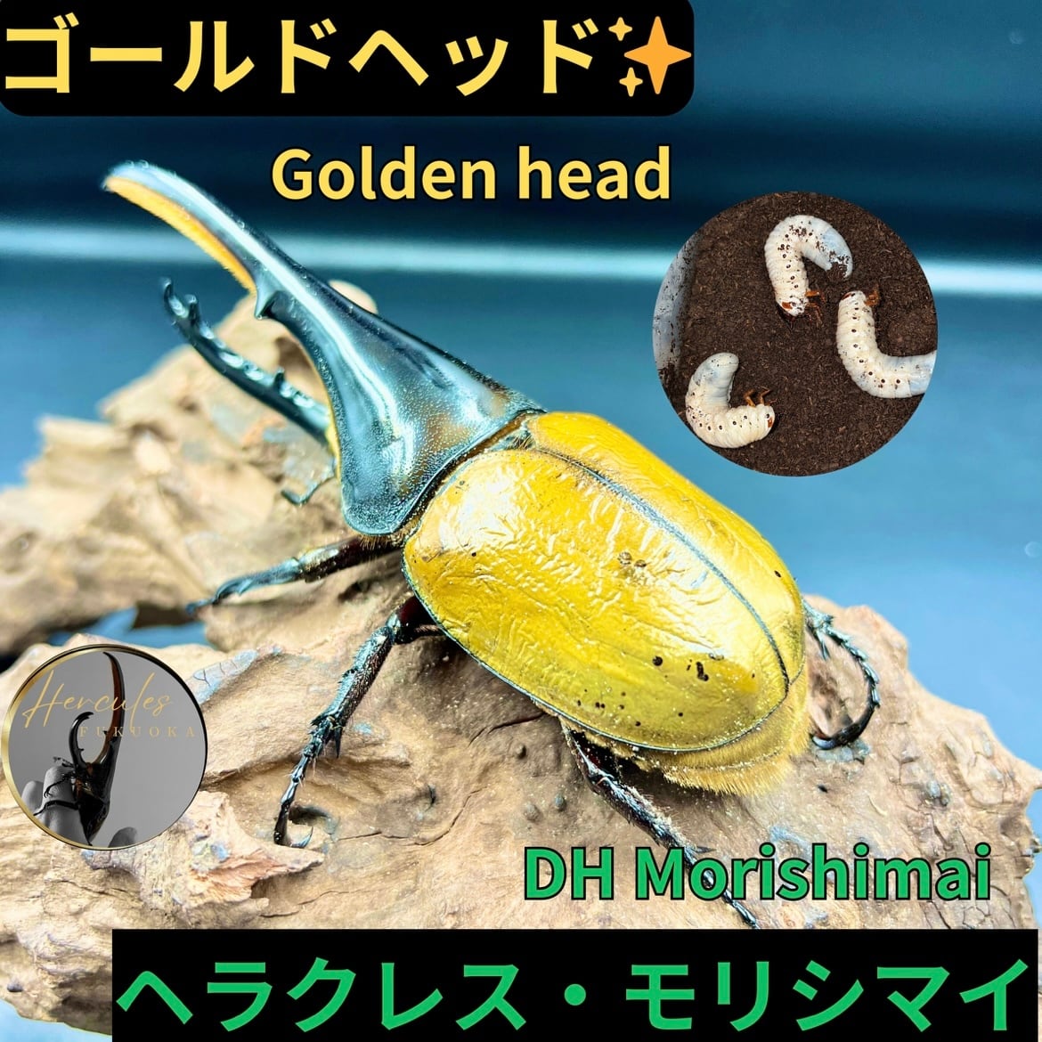 As. 』DH.ヘラクレス メス単品 0FUB0F.FFOAKS×GS 74mm