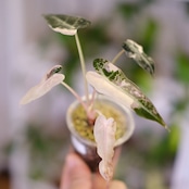 アロカシア バンビーノ ピンク/ Alocasia bambino Pink⑲│観葉植物
