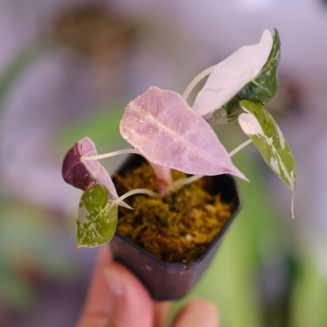 Alocasia Amazonica Polly Pink varigated⑤│アロカシア アマゾニカ ポリー ピンク斑入 | 観葉植物