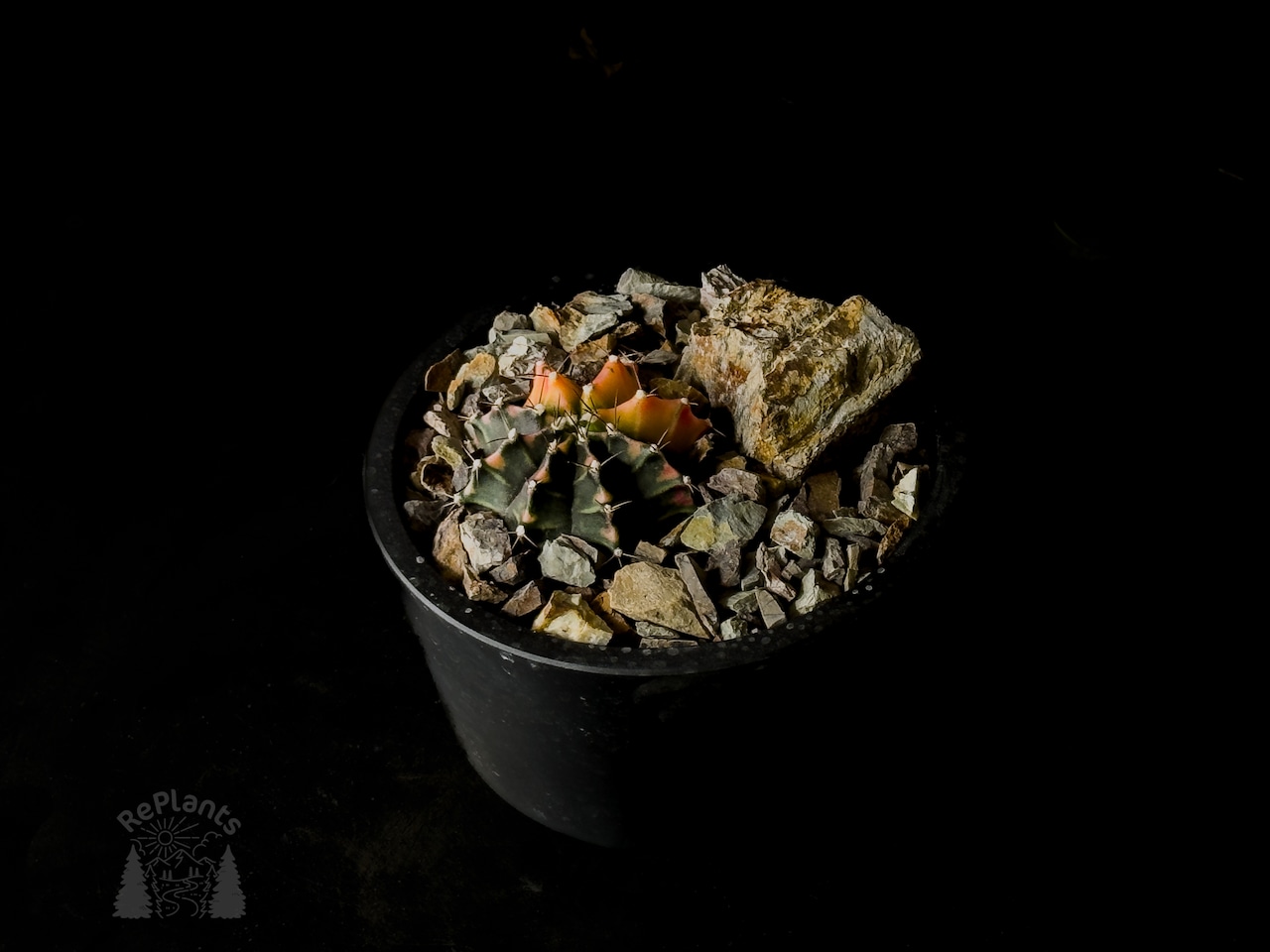 Gymnocalycium mihanovichii 'Hibotan Nishiki' |緋牡丹錦