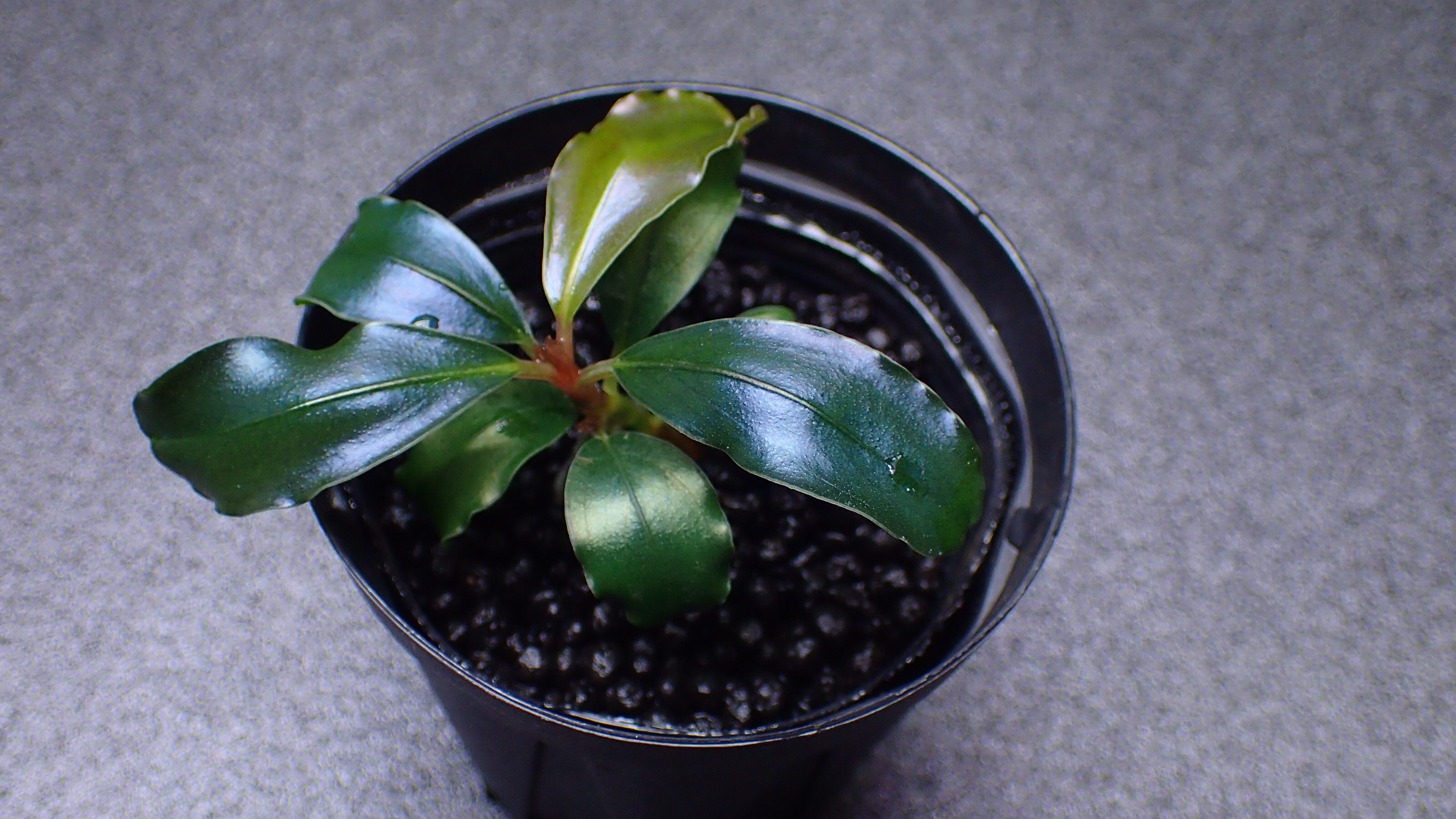 Bucephalandra sp Red Mini Phantom 1株 | 熱帯植物 水草