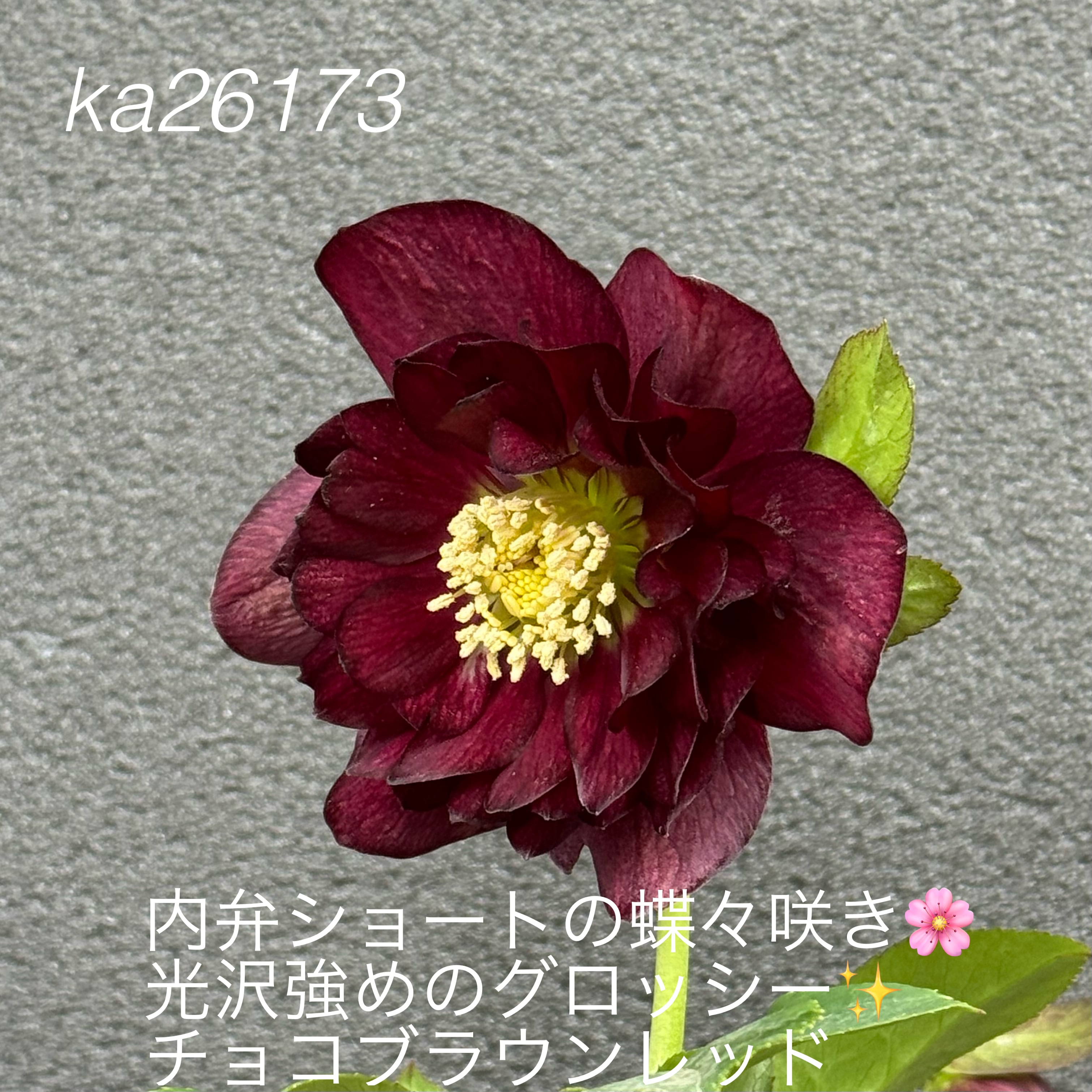 加藤農園クリスマスローズ開花株 超レア！SDモーリーイエロー