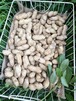 採りたて超生！今が旬　落花生1.5キロ　S60サイズ