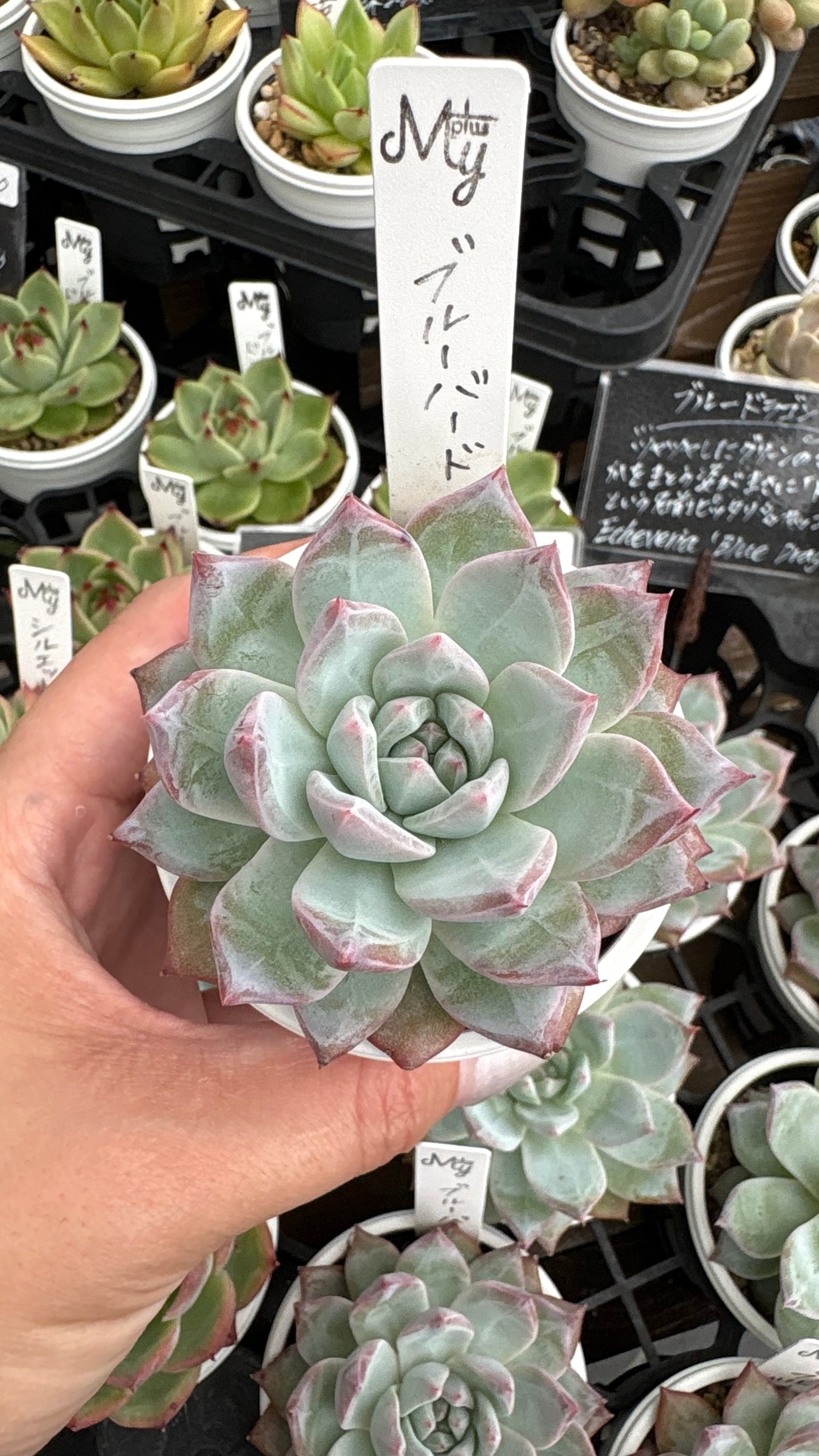 天狗の舞 多肉植物 クラッスラ 安心の生産ポットそのまま販売（8個