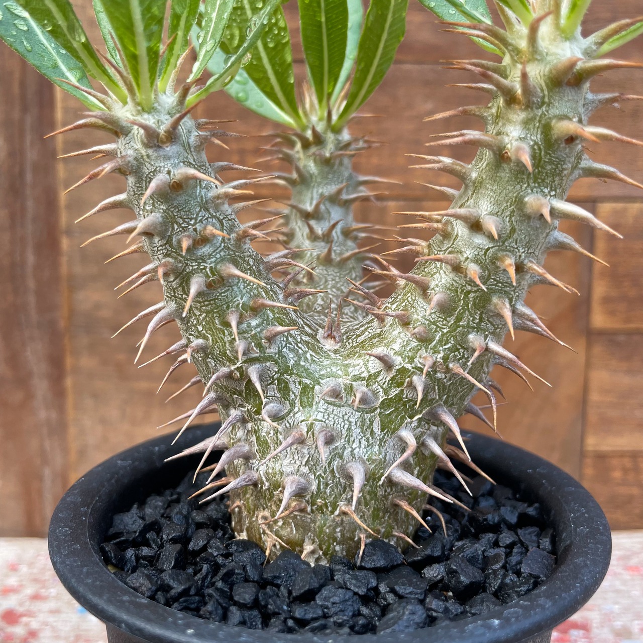 Pachypodium Densicaule【パキポディウム・恵比寿大黒・実生】