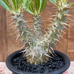 Pachypodium Densicaule【パキポディウム・恵比寿大黒・実生】