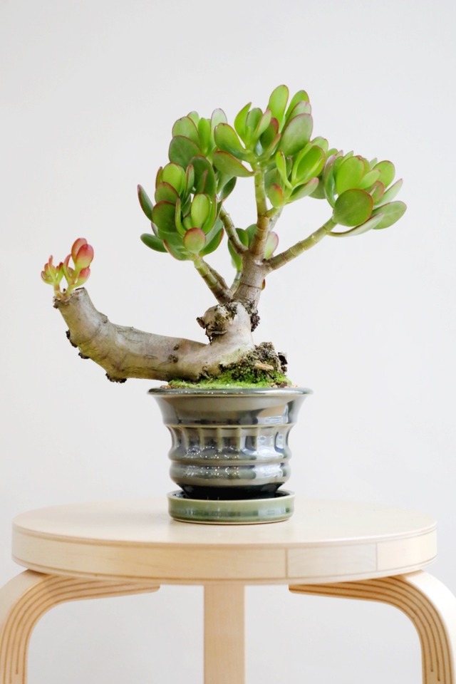 【M】花月/Crassula portulacea
