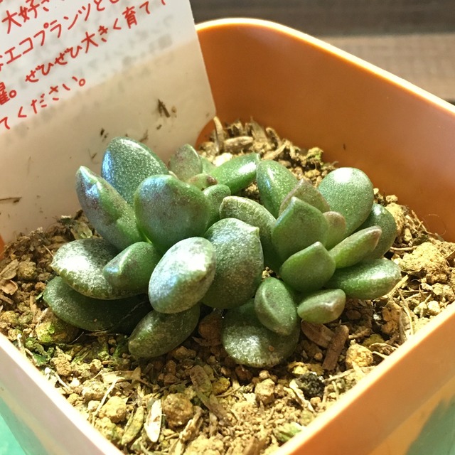 アドロミスクス Rupo 多肉植物専門店 アドロミスクス Rupo 多肉植物専門店