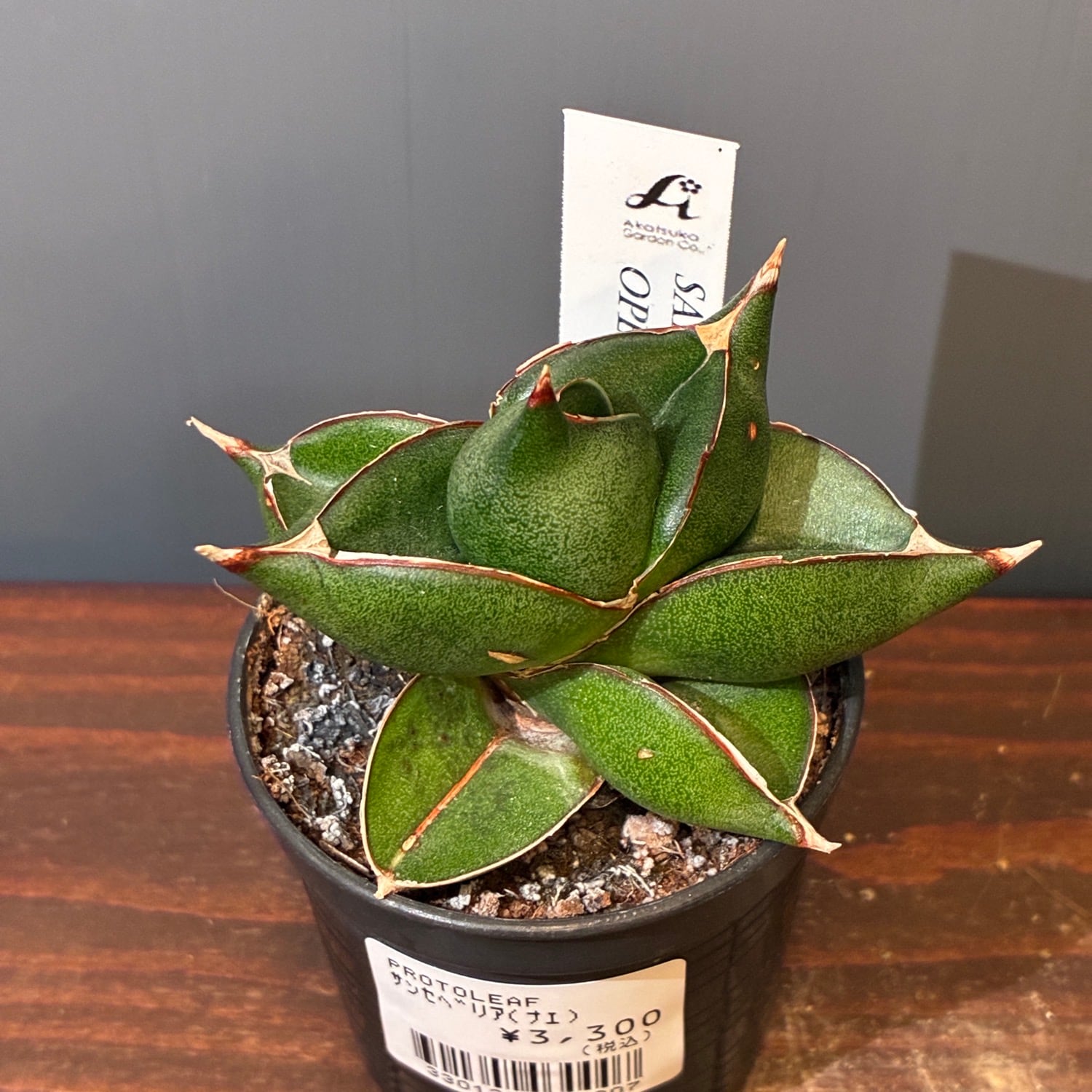 多肉植物。 專用図 多肉植物 | PROTOLEAF プロトリーフ