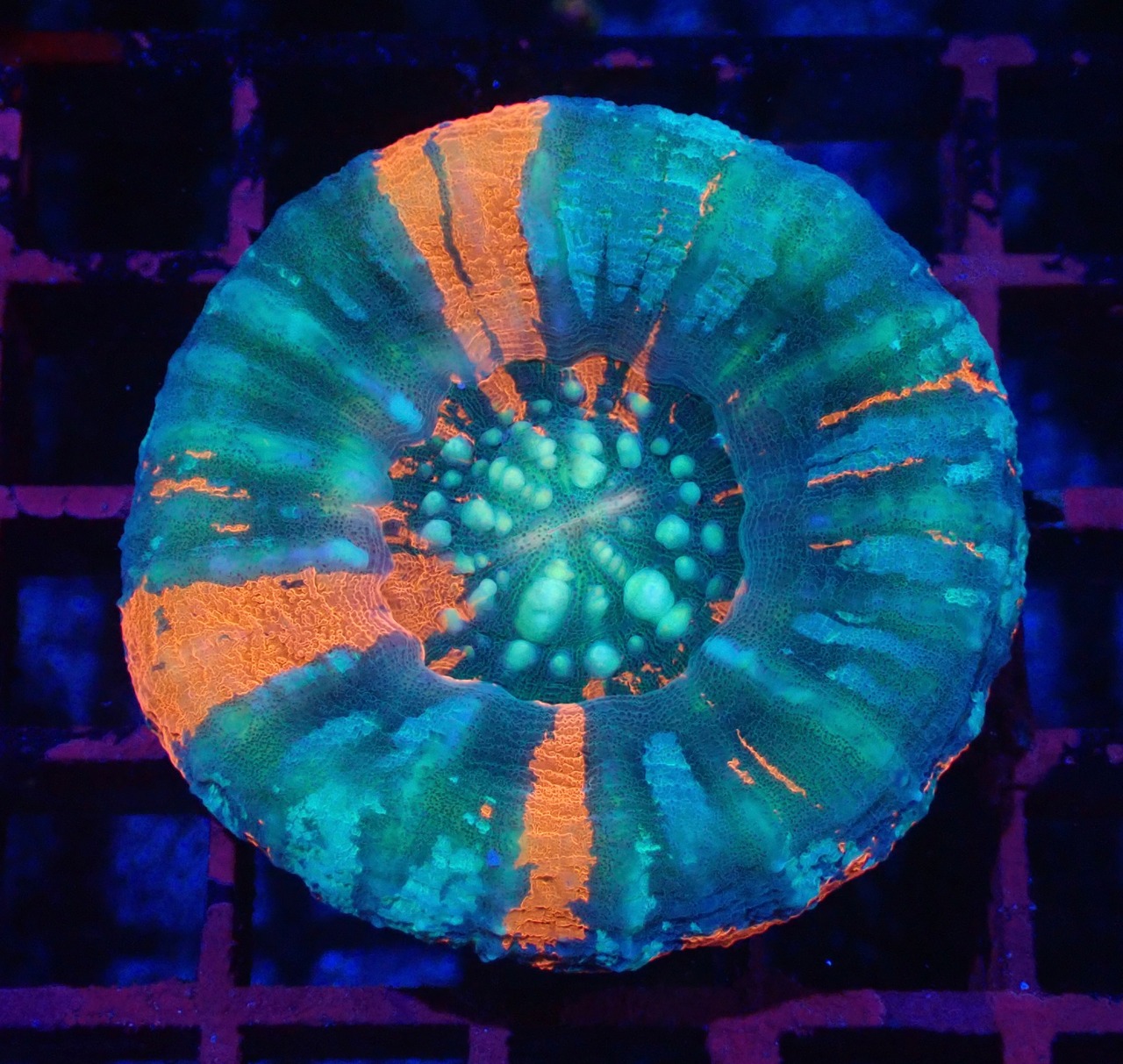 Scolymia Unique
