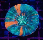Scolymia Unique