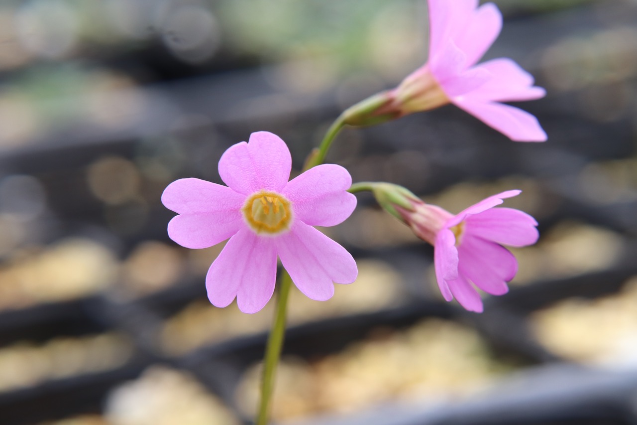 モモイロテシオコザクラ（桃色天塩小桜）７．５ｃｍ〜９ｃｍポット 【山野草】の画像01