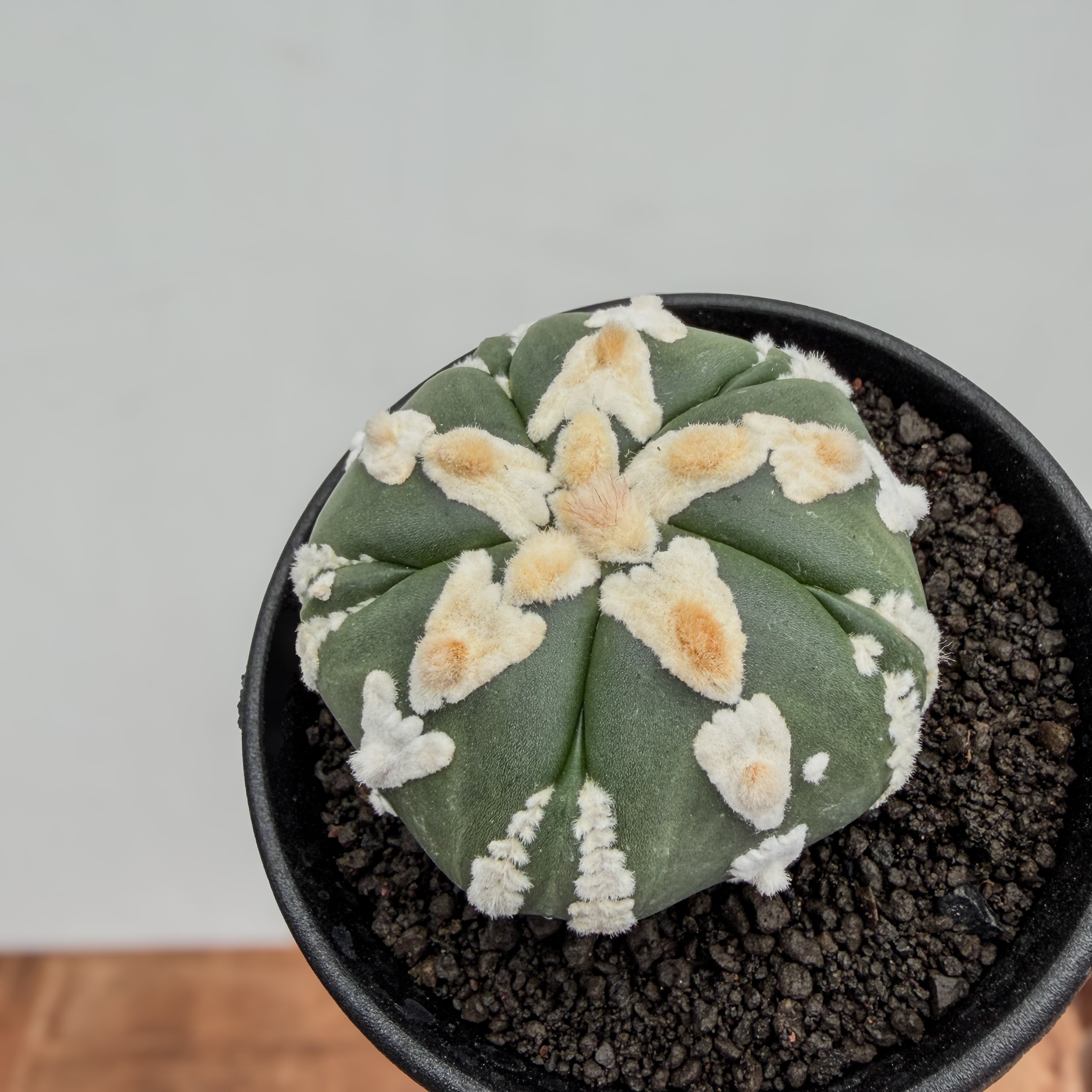 ☆サボテン　２ーアロースーパー兜 Astrophytum asterias 　アロータイプartPLANTsアストロフィツム スーパー兜 | artPLANTs　（アートプランツ）  powered by BASE