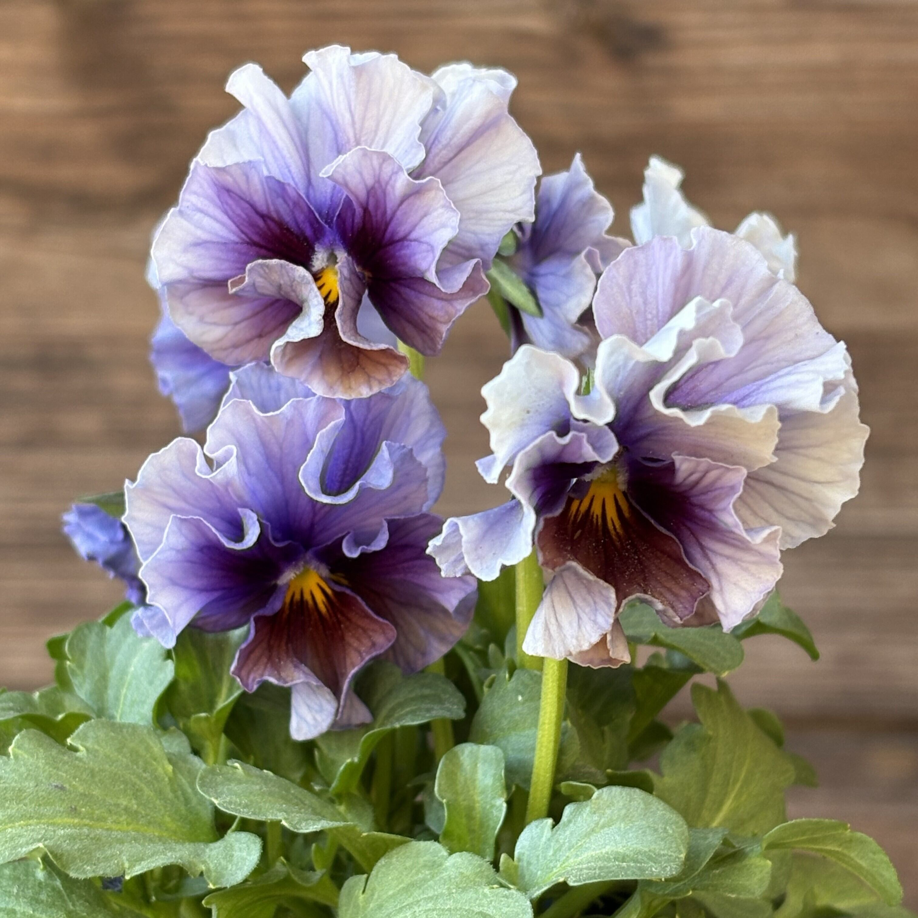 ビオラ ヌーヴェルバーグ アクアレール | CoppiceGARDEN（コピスガーデン）