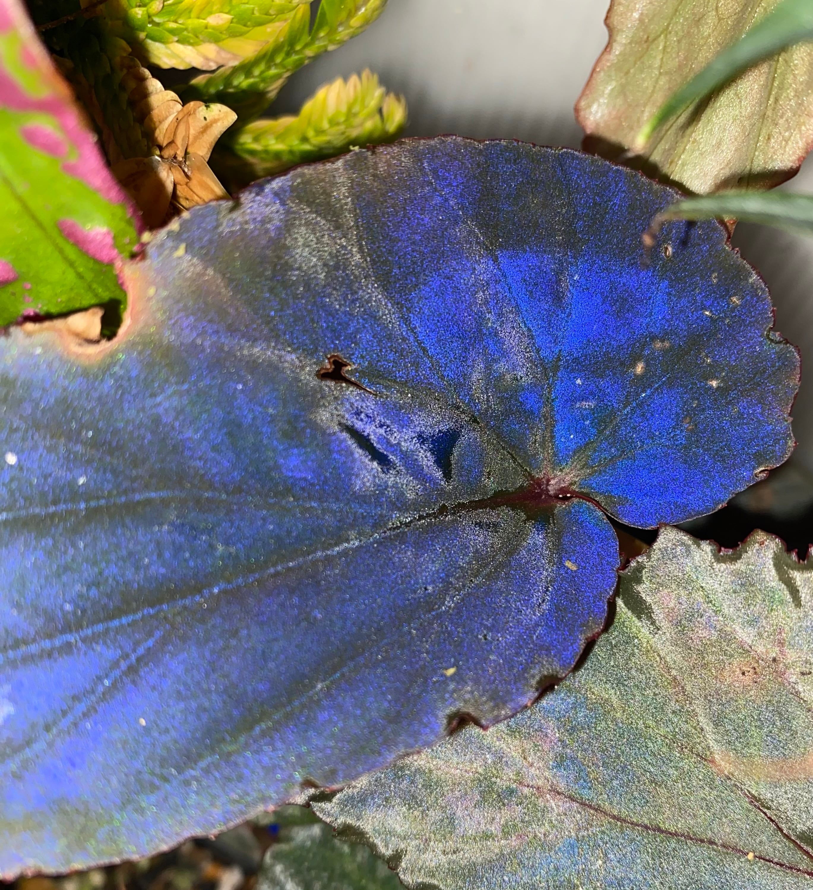 観葉植物 Homalomena sp. 花緑青 ホマロメナ ペタホマ 小型種