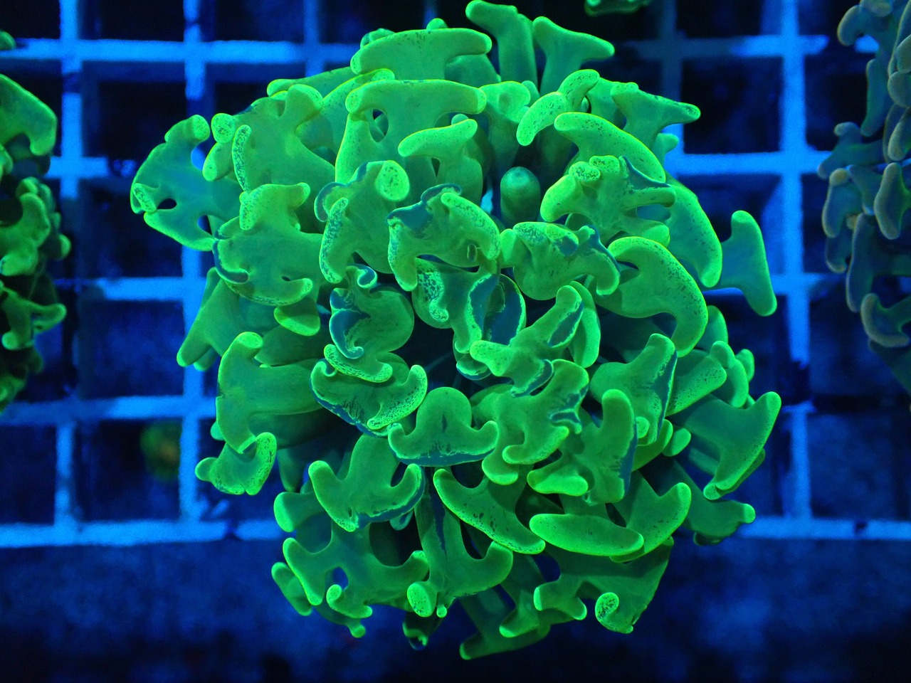 ParaAncora "YellowGreenMerble"