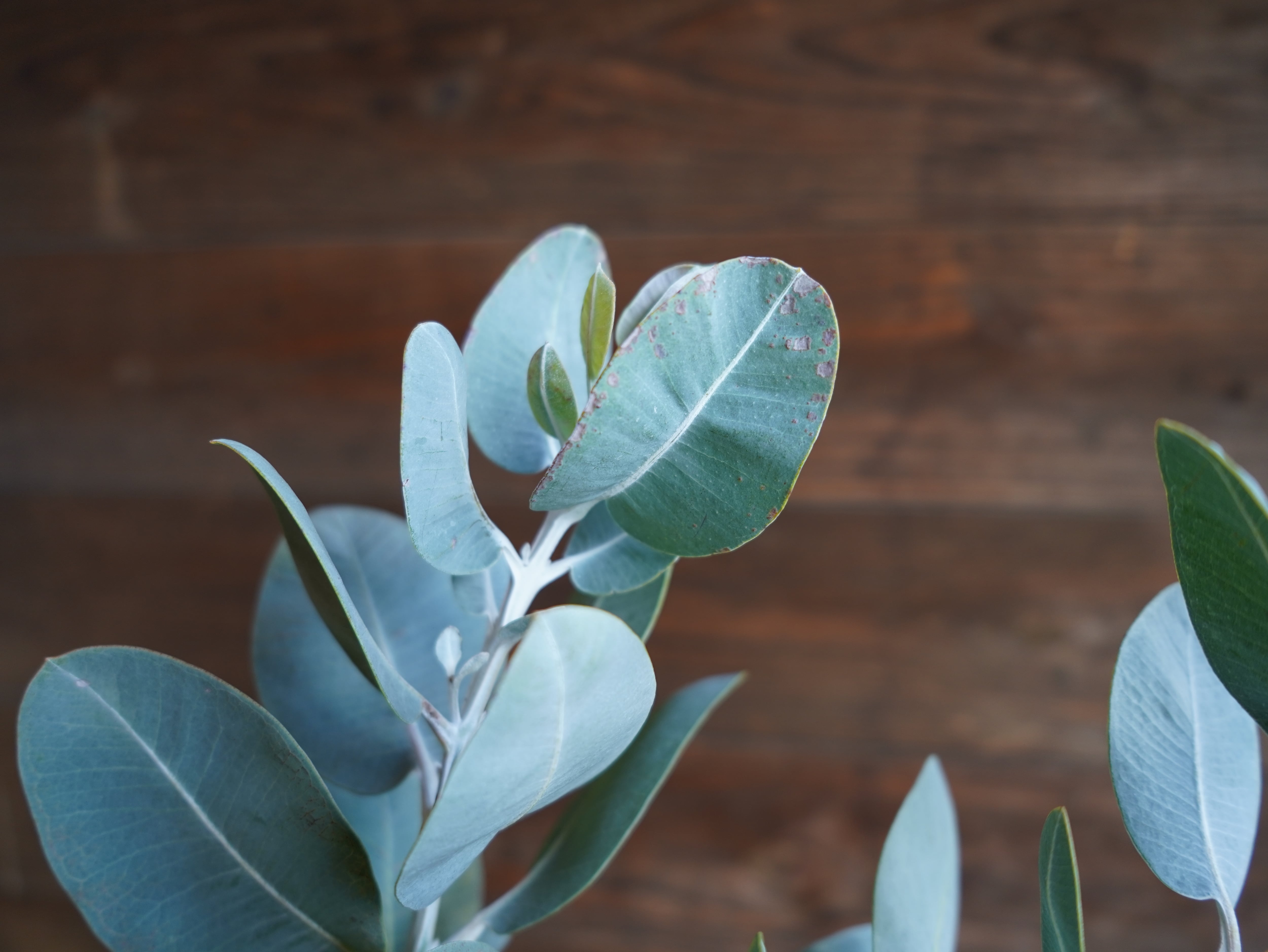 【現物】ユーカリ　”プレウロカルパ”　A