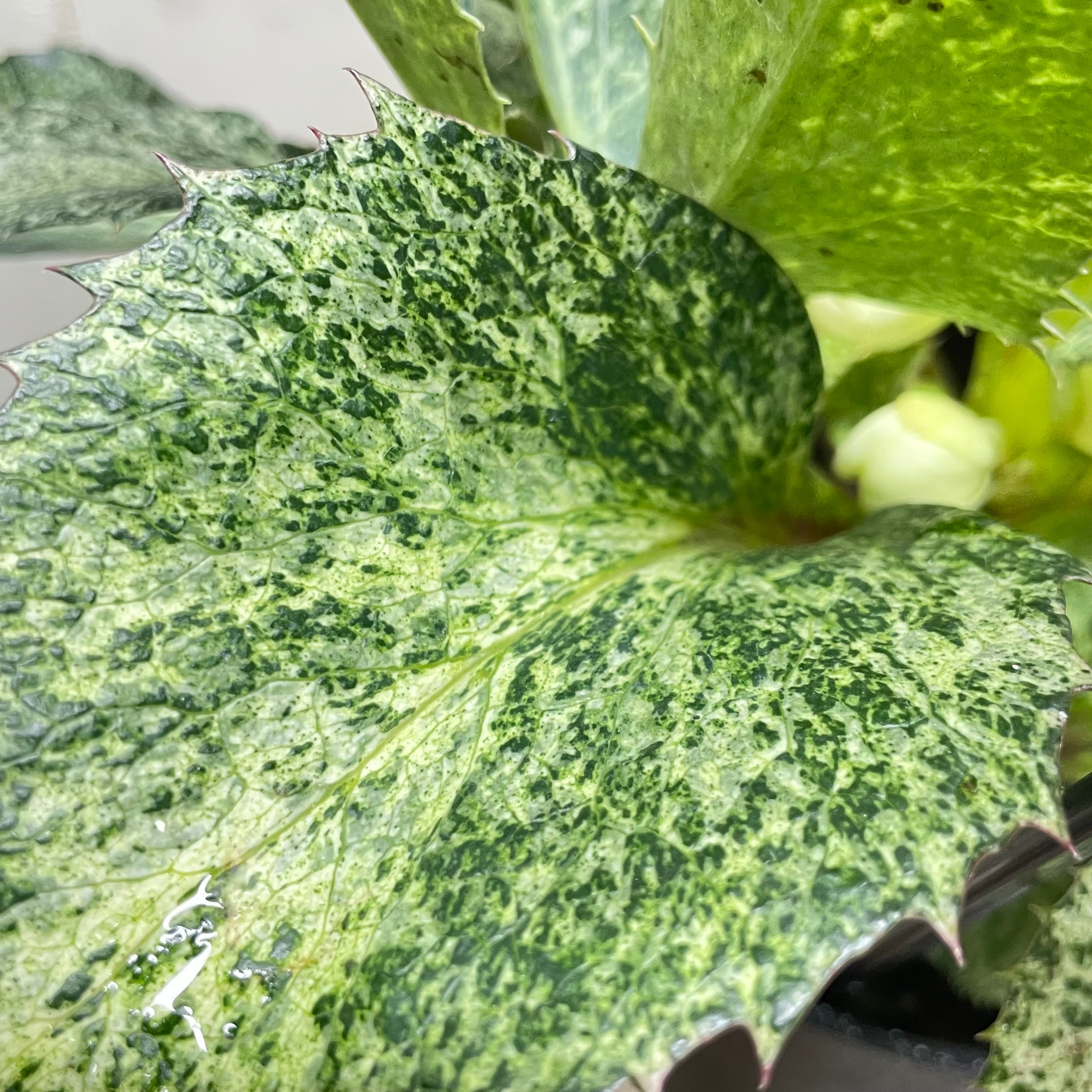 クリスマスローズ『スノーフィーバー』斑入り 5号／粉雪のような明るい