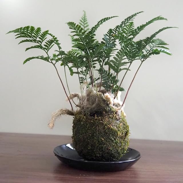 P.Willinckii cv. White Rose【artPLANTs】ビカクシダ/Platycerium