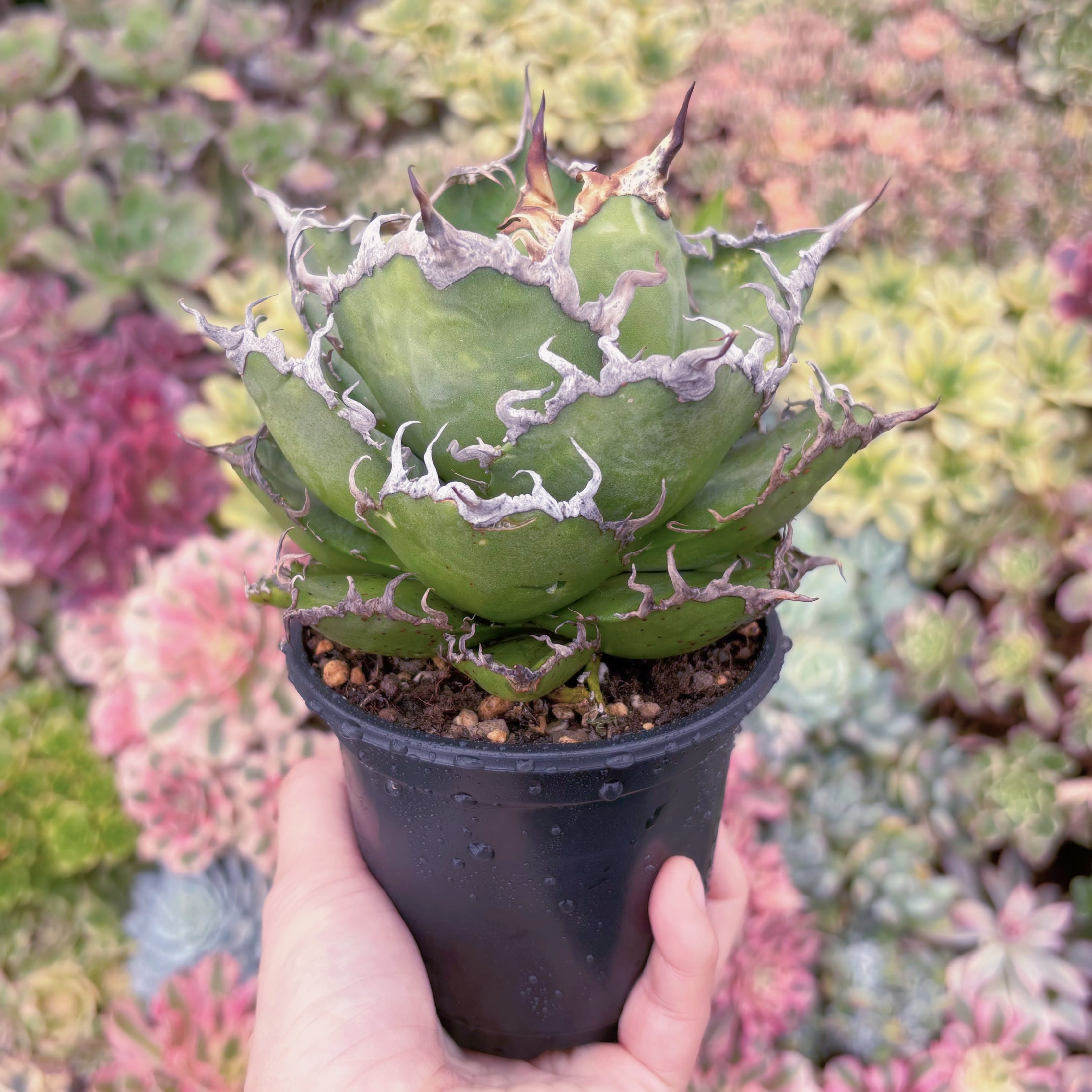 現品　アガベ　シーザー#727　新入荷　るる農園