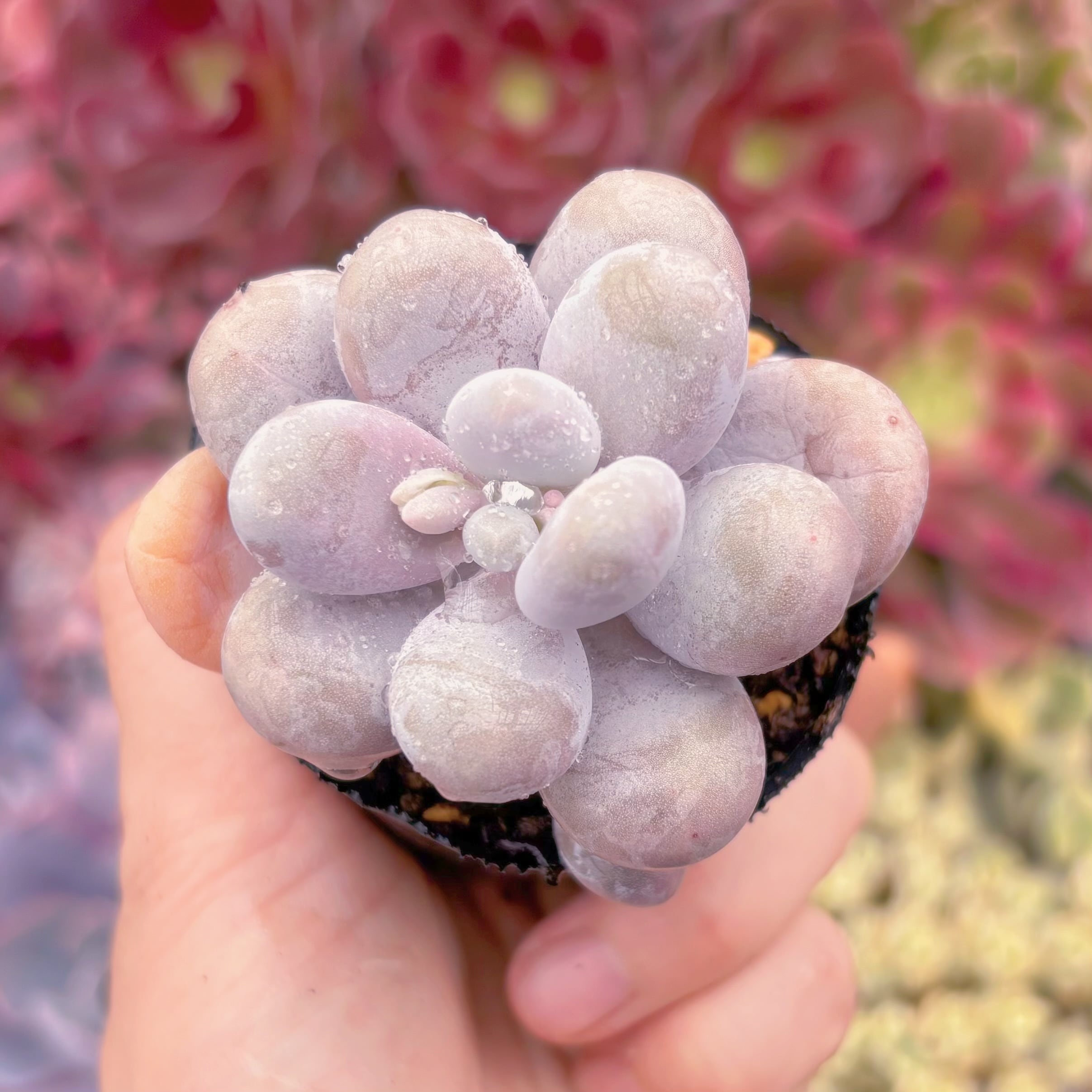 現品　エミリー#034　大苗　るる農園