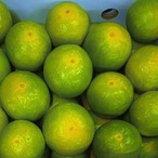 有田みかん「紀のゆらら」和歌山県オリジナル品種（YN26）【5kg】