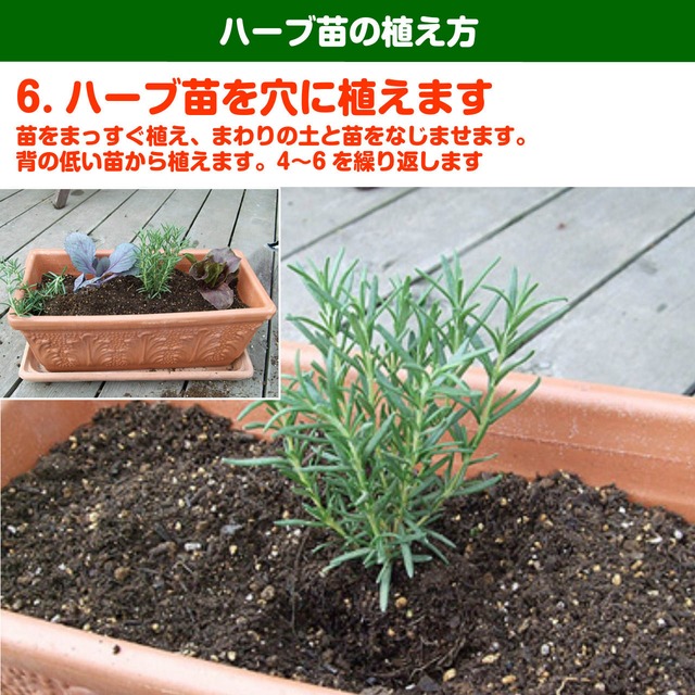 ハーブ 苗 ルー ハーブティー 栽培キット 寄せ植え 鉢植え タイム 乾燥 ドライハーブ セット 室内 プランター 種 ラベンダー 苗木 花苗 観葉植物 ハーブガーデン ハーブミックス ハーブの土 かわいい ハーブ苗のポタジェガーデン 本店
