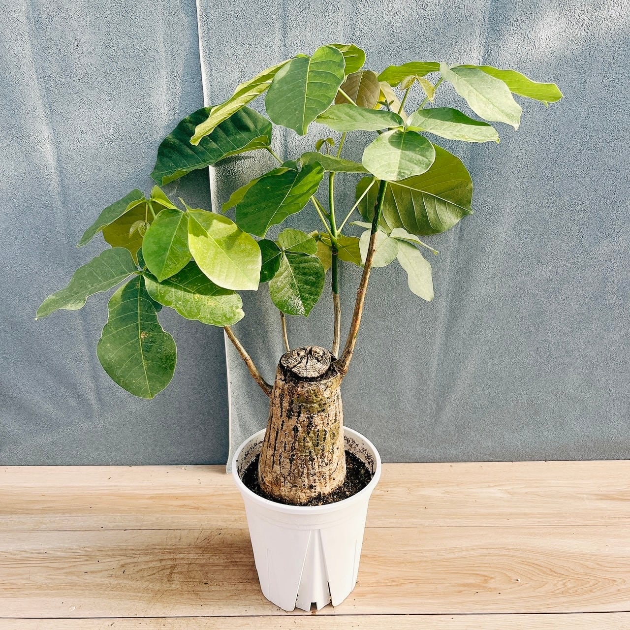 現品］【希少】41番 ユッカ ロストラータ ランチョンブルー 8号 観葉