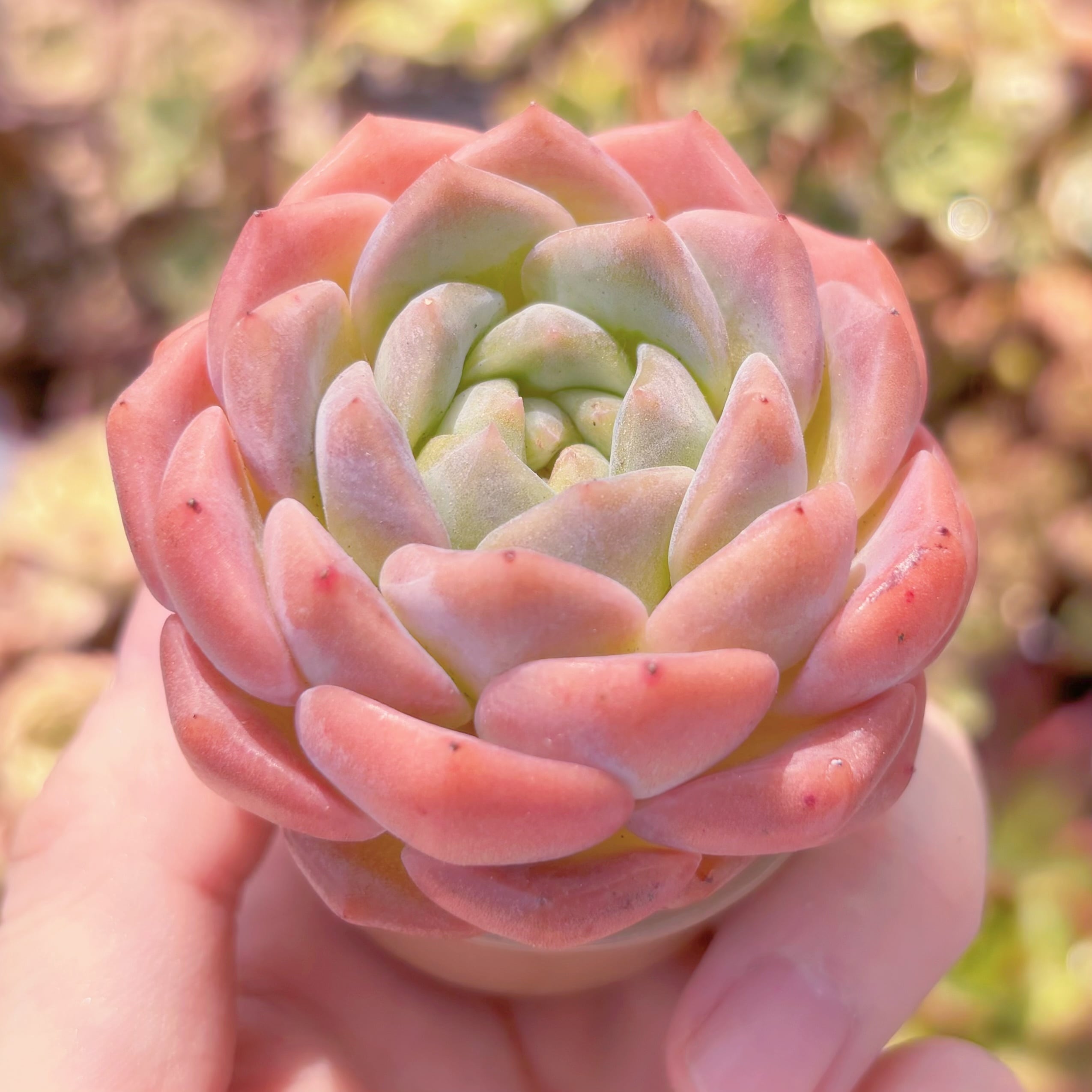 多肉植物 純愛 新入荷 るる農園 | るる農園~多肉植物専門