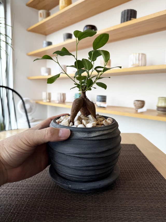 ガジュマル　黒