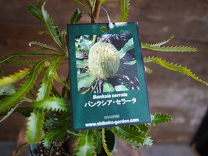 【現物】バンクシア　”セラータ”　A