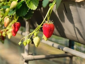 ご予約受付【2024春 醸造分】〜めぐりあい〜横浜舞岡苺ウィートエール 330ml 3本セット / Strawberry Wheat