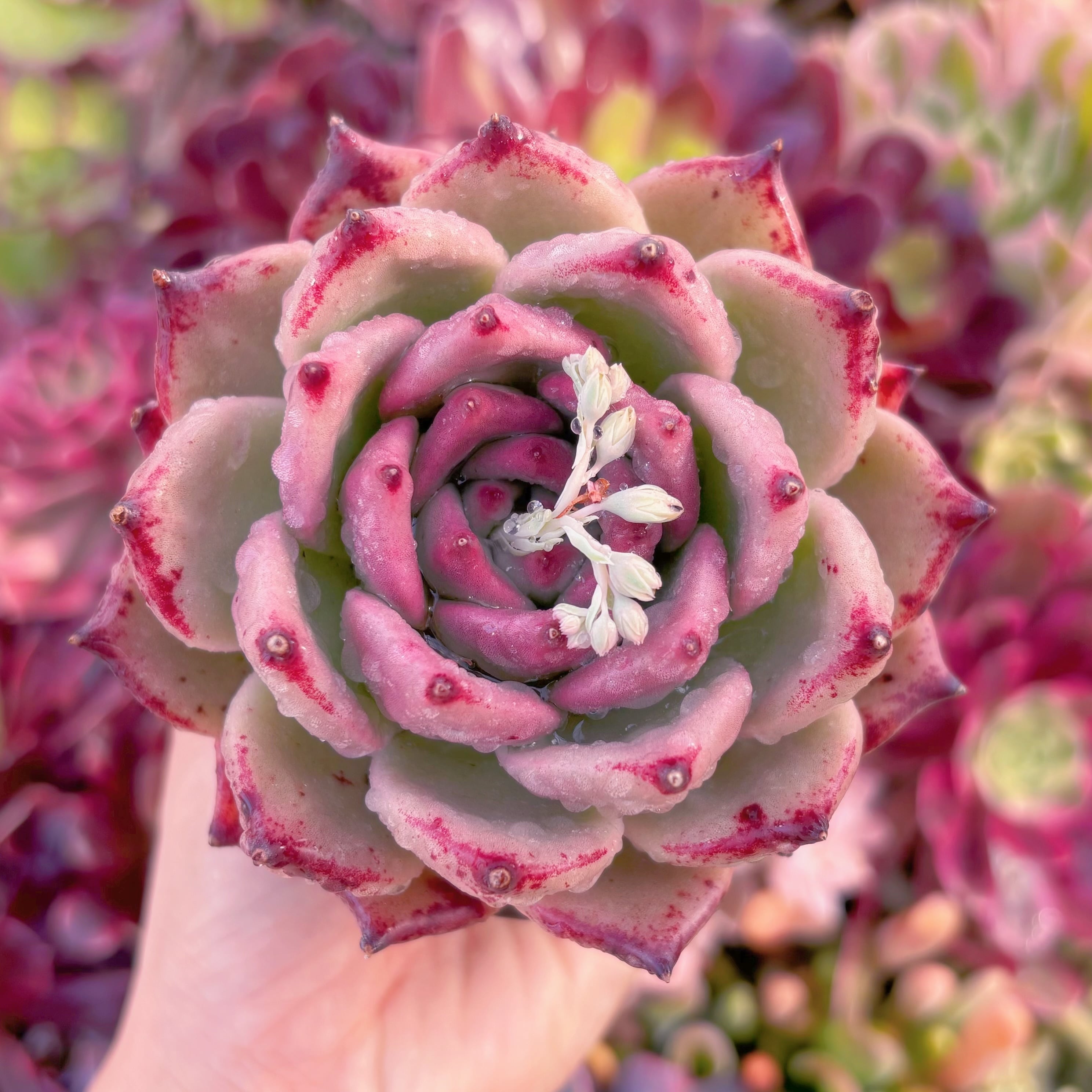 現品　ロメオxマリア#232　大苗　るる農園