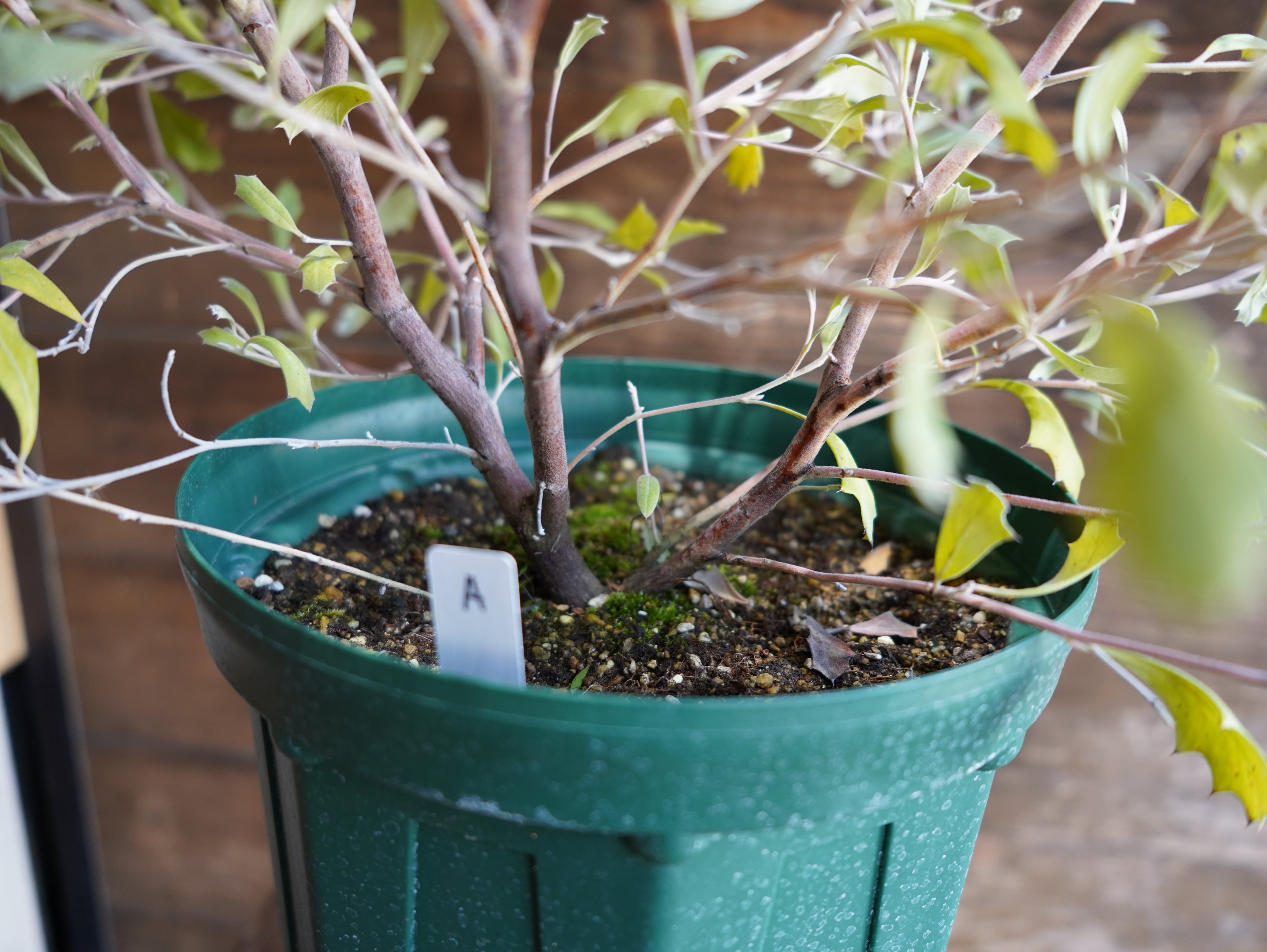 【現物】グレビレア　”ホーリホワイト”