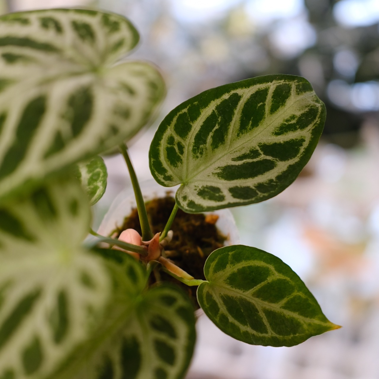 アンスリウム ドラヤキ × シルバーブラッシュ / Anthurium Dorayaki × Anthurium Silver brush⑭/ 観葉植物<育て方・花言葉>