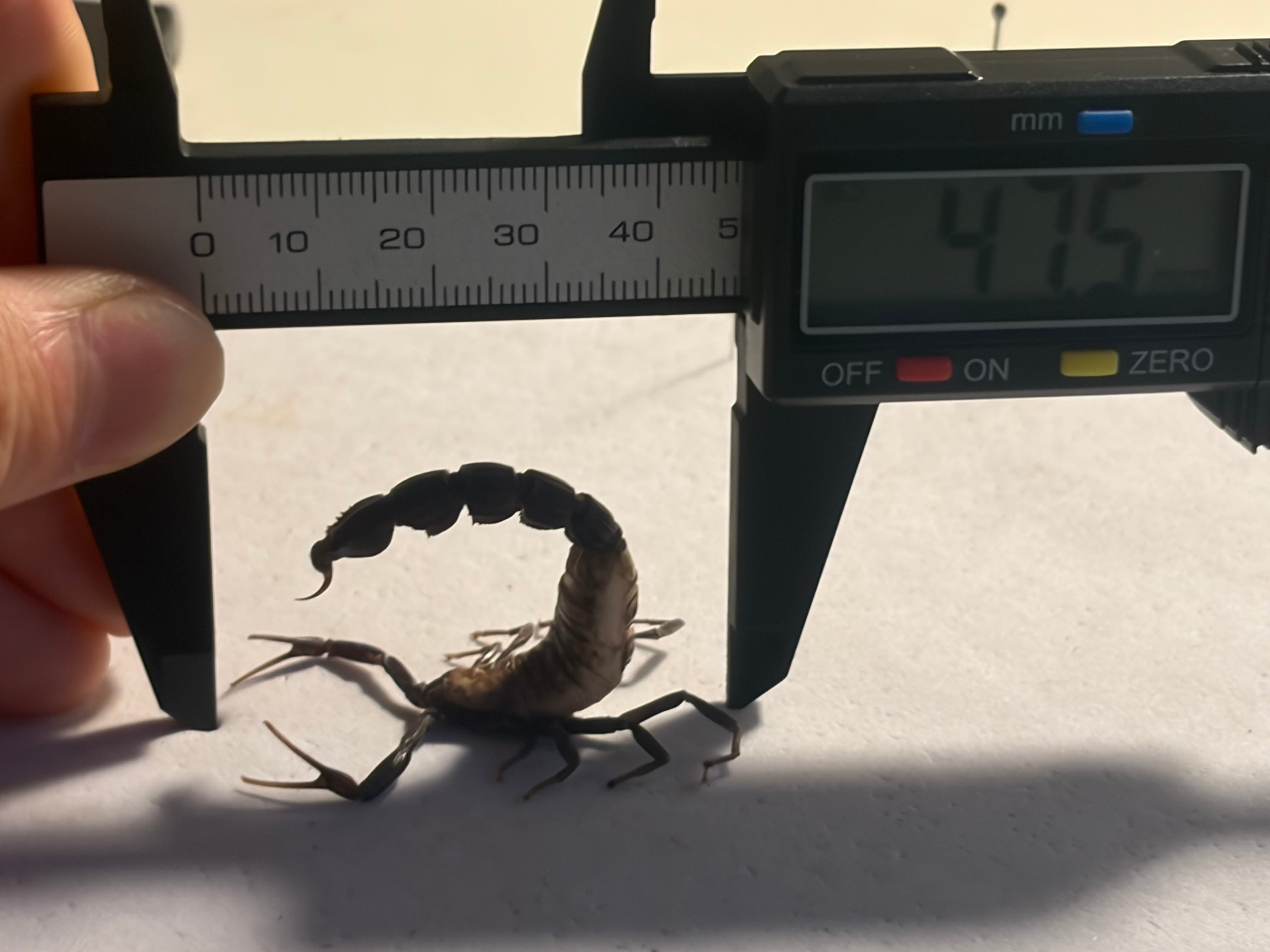 ブラックファットテールスコーピオン標本 全長5cm程 タランチュラ