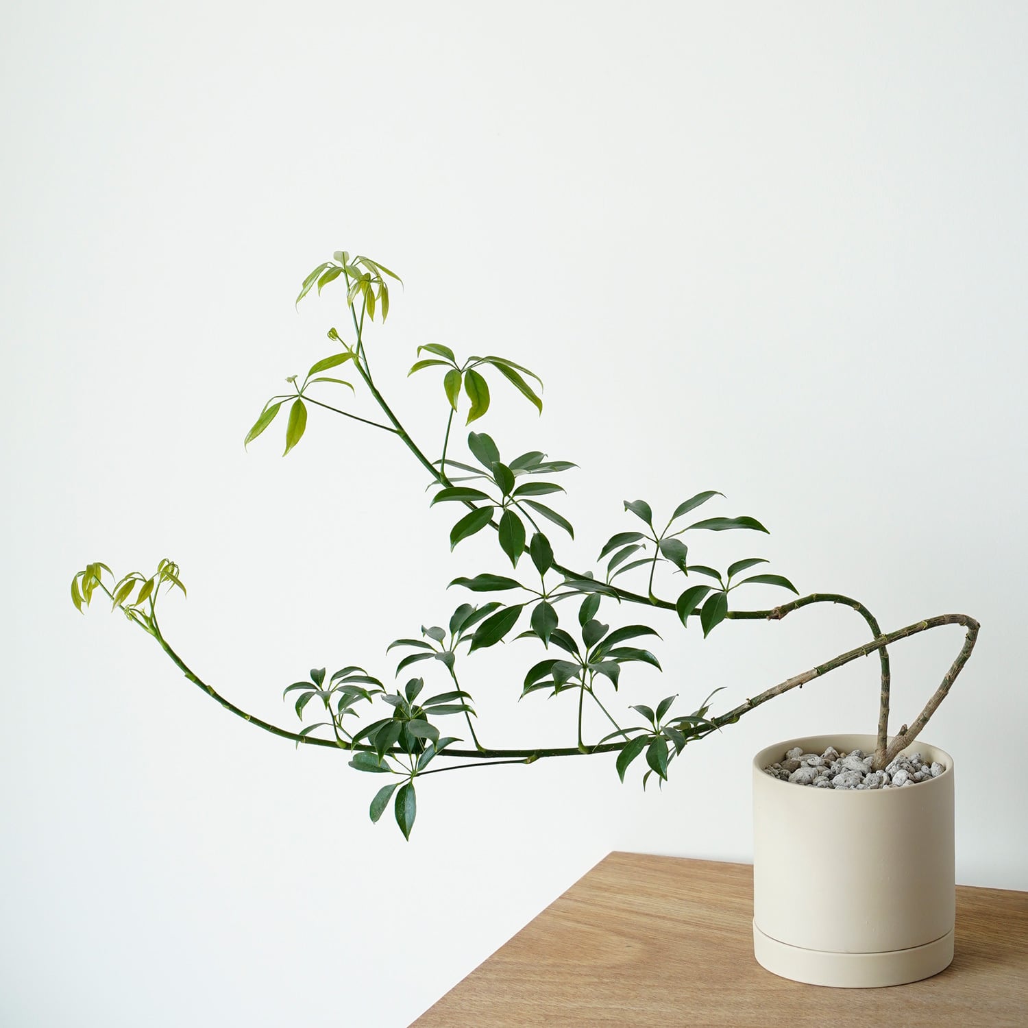 AYANAS（アヤナス）｜観葉植物のセレクトショップ・通販