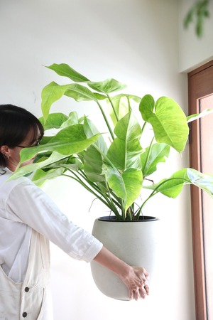 【M】フィロデンドロン ゴールディアナ/Philodendron ※鉢カバー別売り