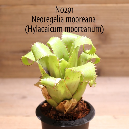 【送料無料】Neoregelia mooreana  (Hylaeaicum mooreanum)〔ネオレゲリア〕現品発送N0291