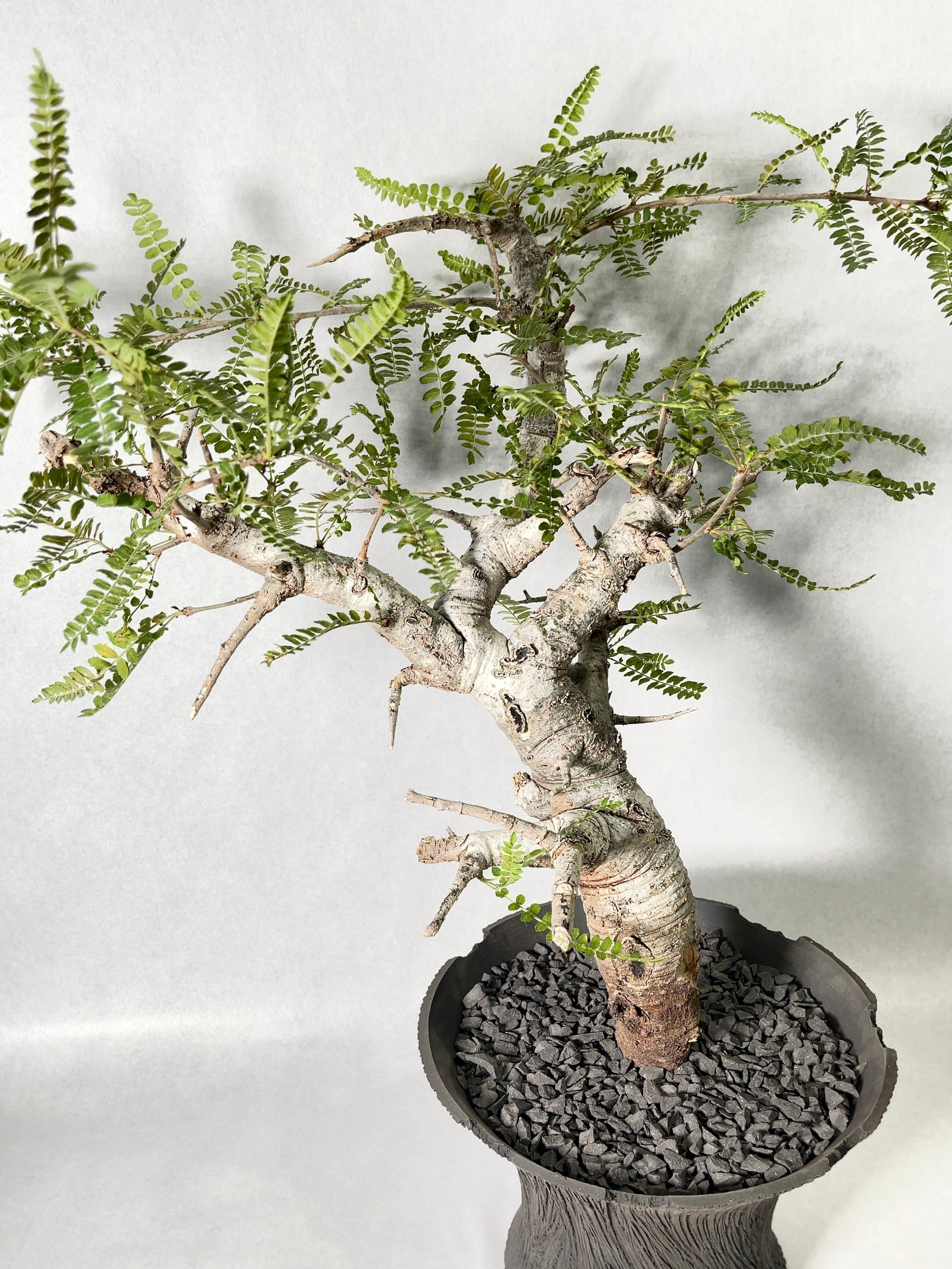 ボスウェリア・ネグレクタ(鉢付き) Signature Line ボスウェリア・ネグレクタ（Boswellia neglecta）×土京