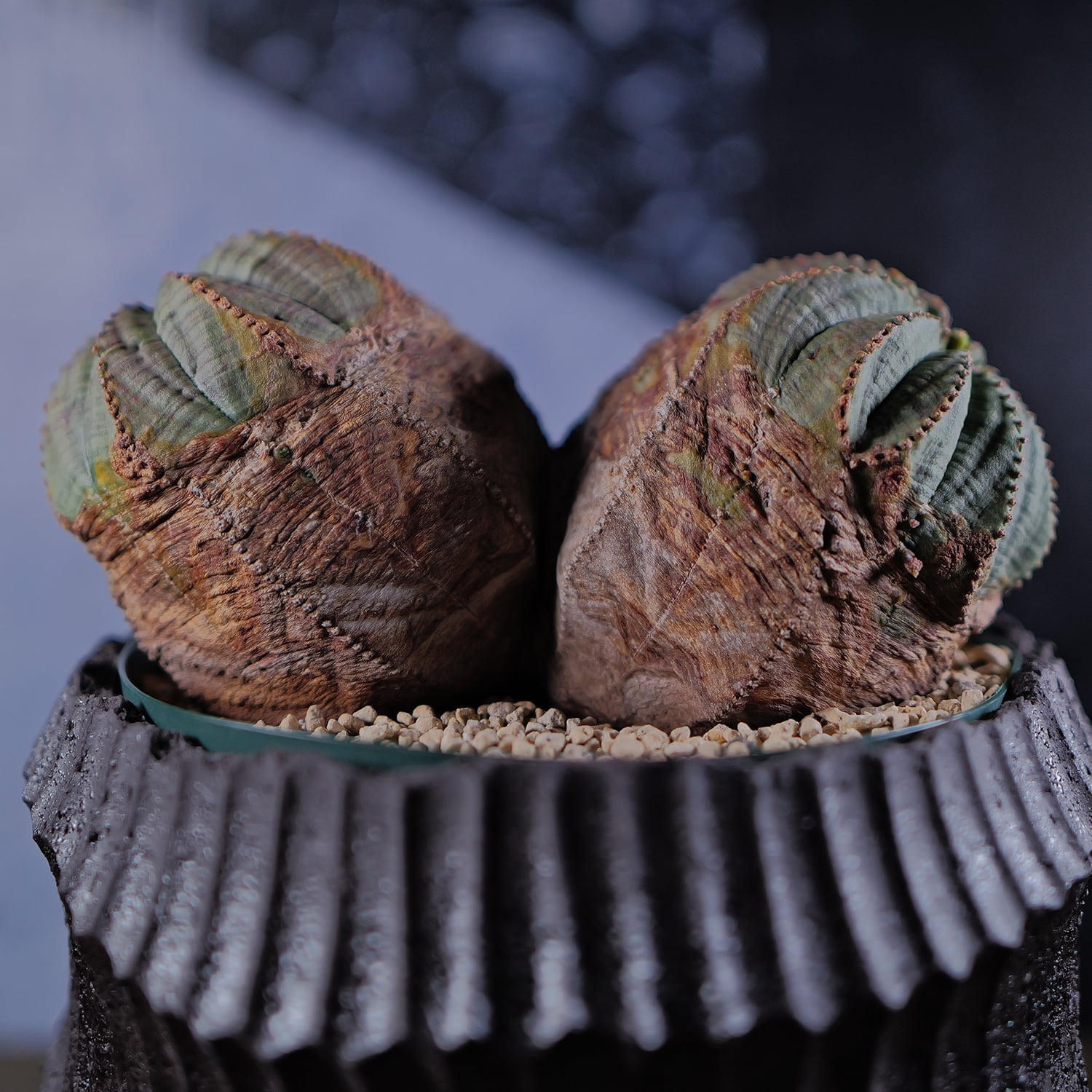 オス株【超厳選株】超大株 最大幅 約14.3cm ダブルヘッド ラギット