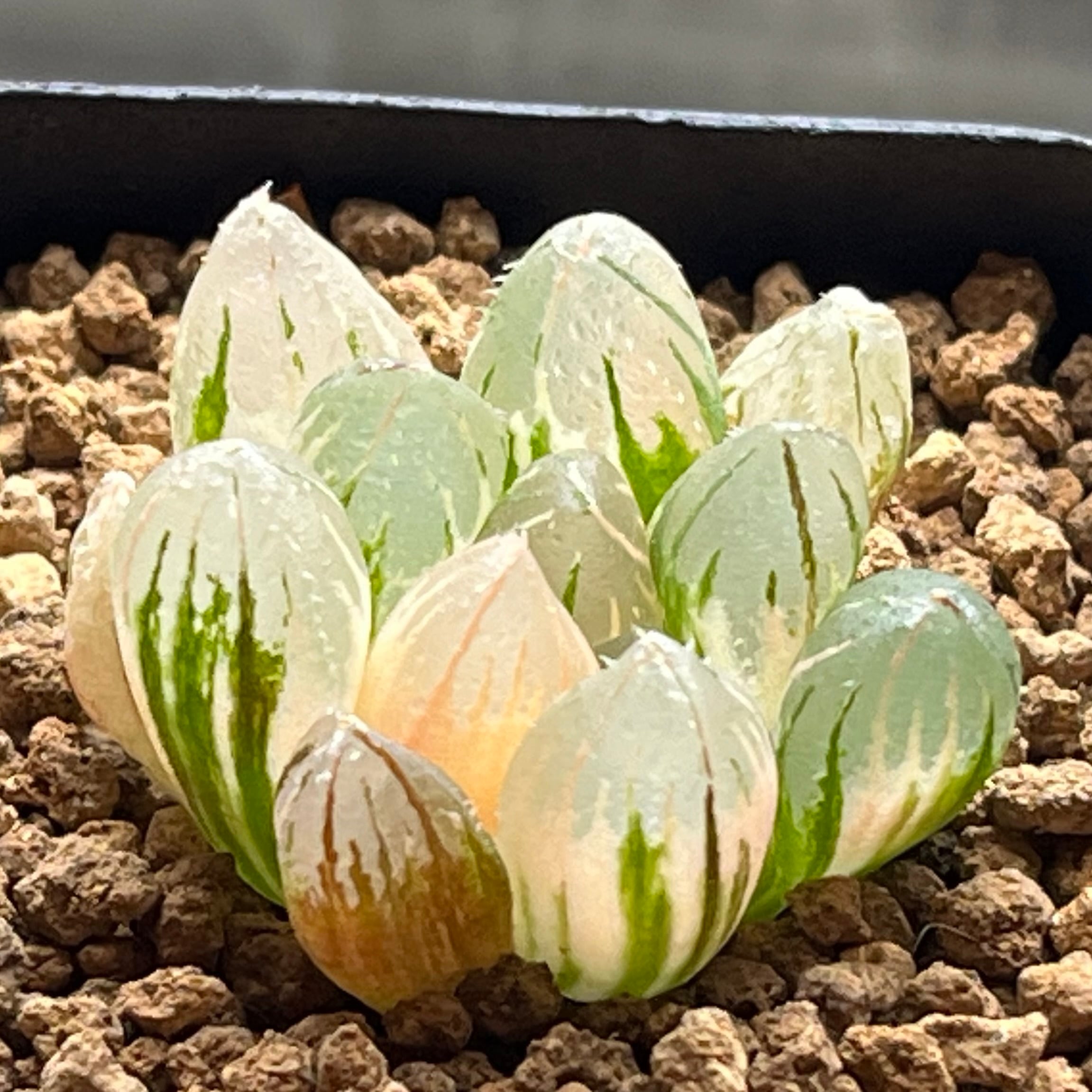 ハオルチオプシス 泪珠錦 | mocono_plants ハオルチオプシス 泪珠錦 | mocono_plants
