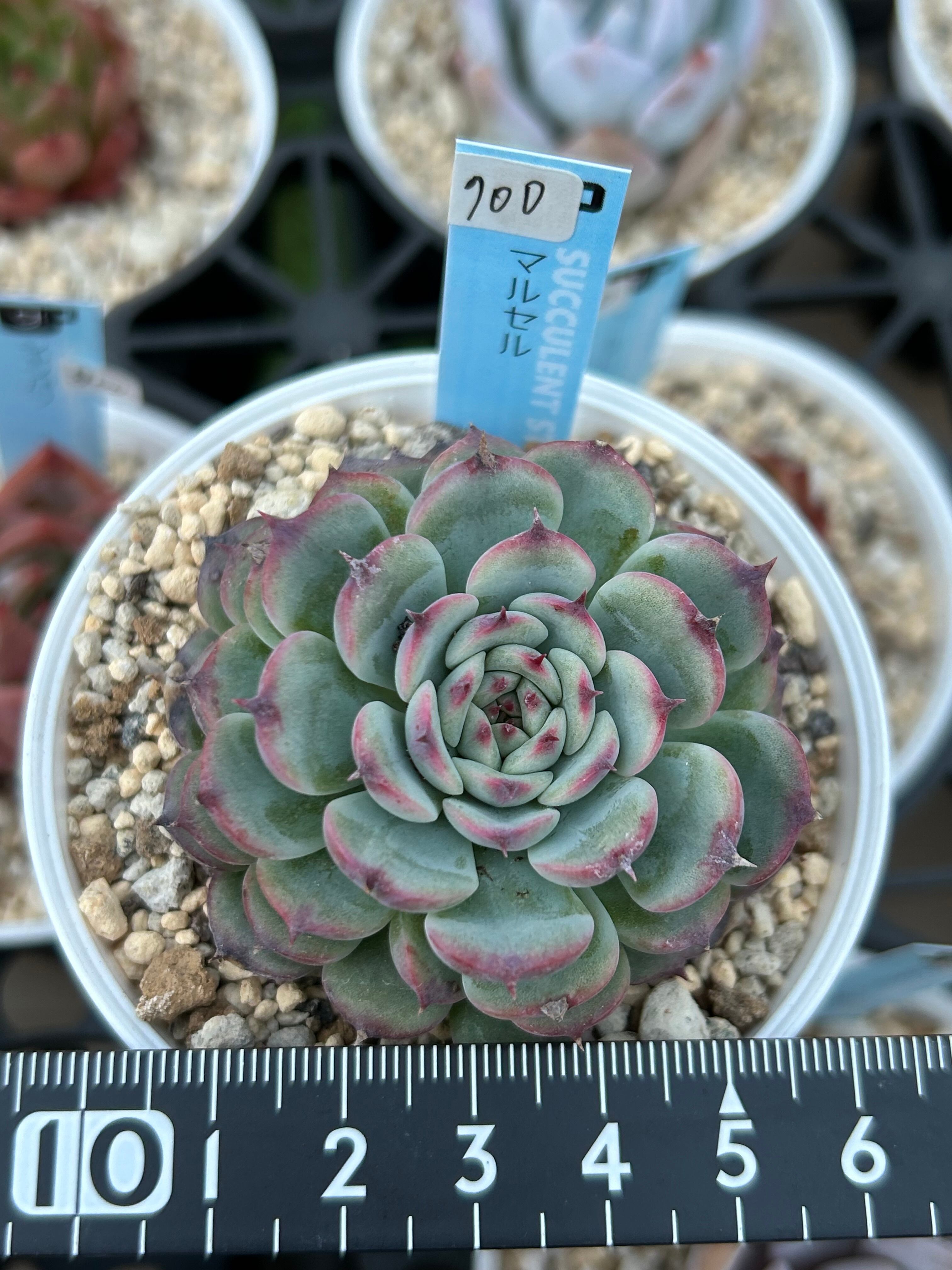 多肉植物 韓国苗 あお☆様 多肉植物 韓国苗 サブセシリス錦☆No.1