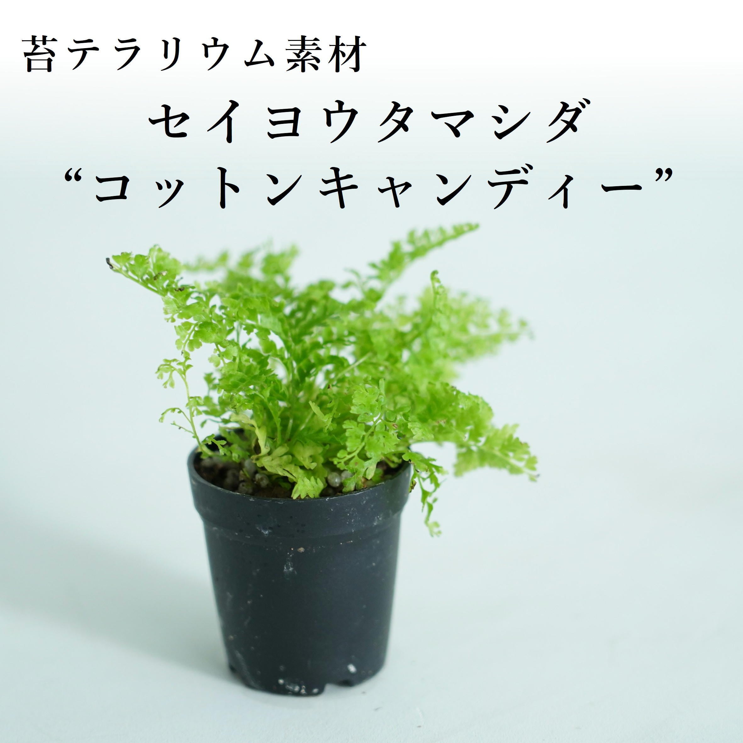 セイヨウタマシダ”コットンキャンディ”(シダ植物)苔テラリウム作製用素材