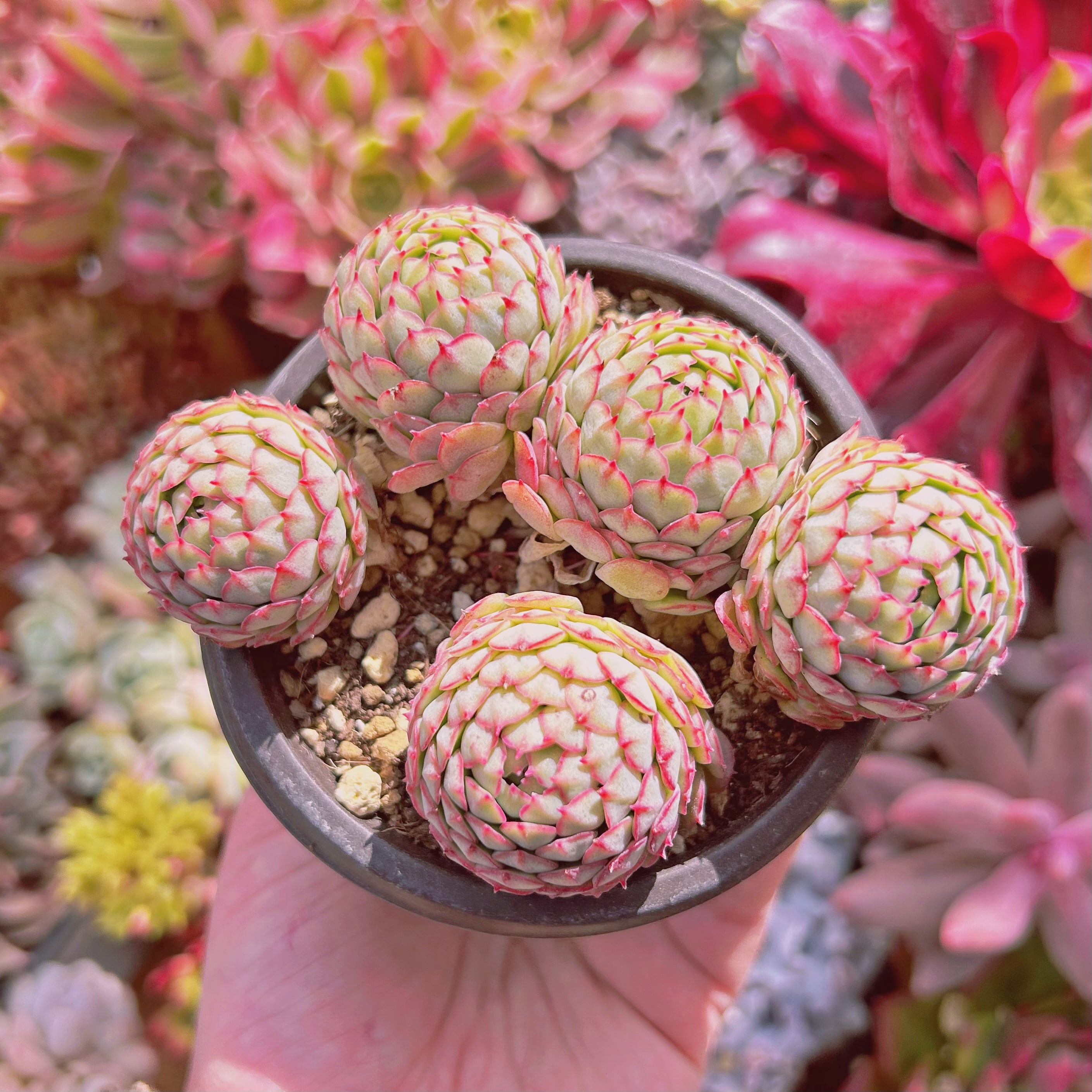 562現物 多肉植物 Echeveria グロブローサx静夜 | るる農園~多肉 562現物 多肉植物 Echeveria グロブローサx静夜 | るる農園~多肉