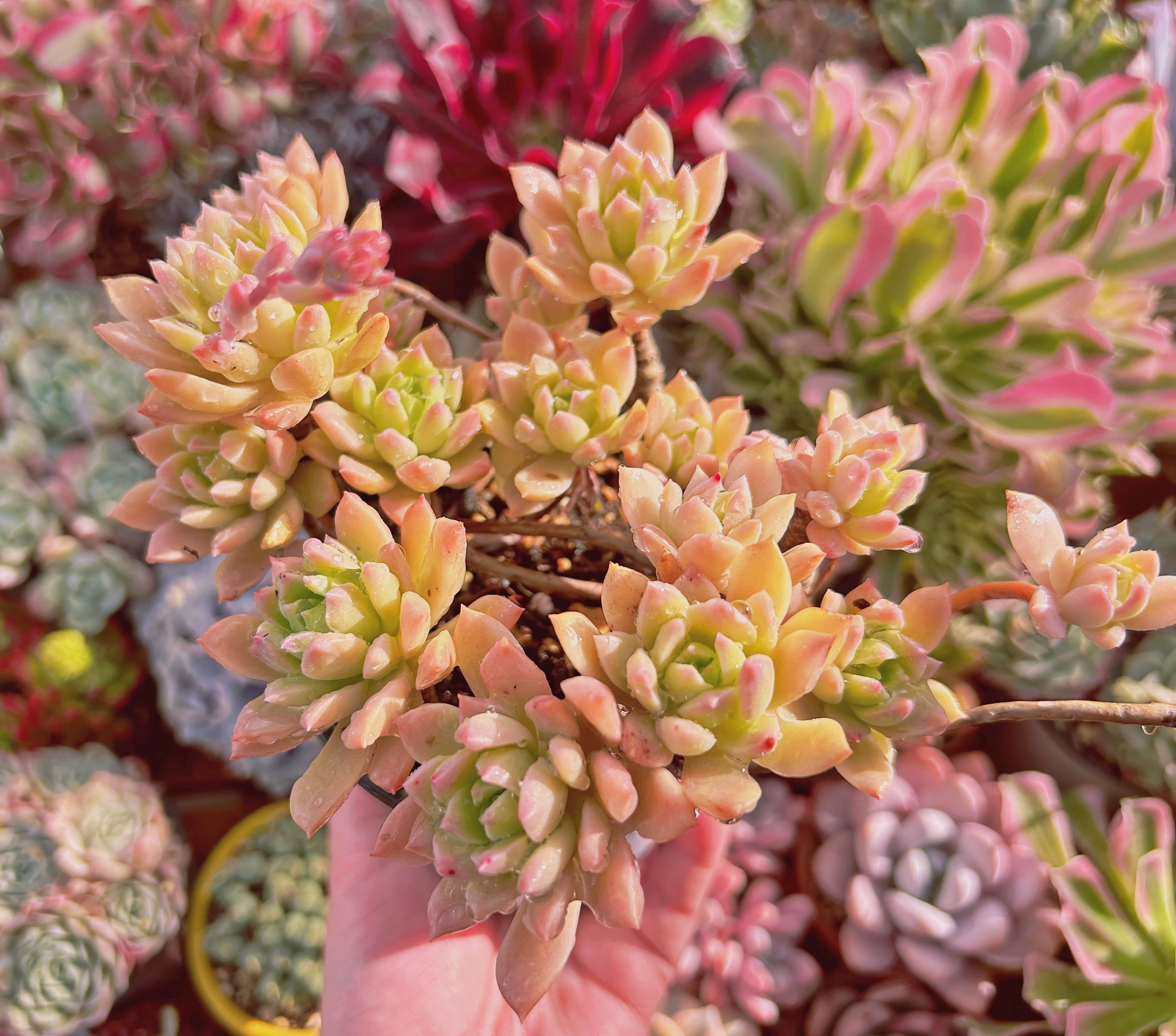 920現物 多肉植物 マッコス 錦 特大 抜き苗 | るる農園~多肉植物専門