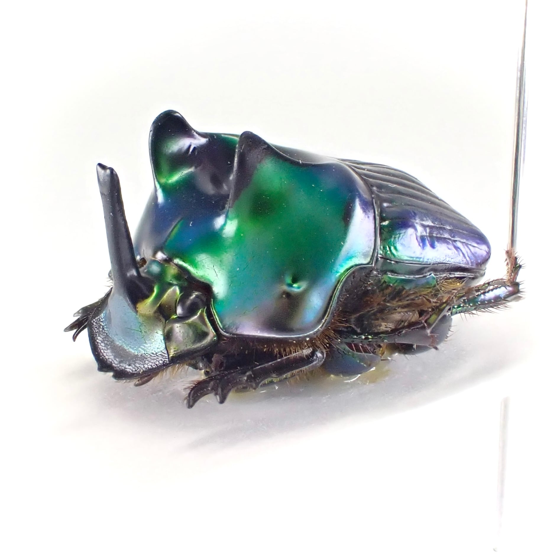 ブラジル産　珍品ゾウムシ　47mm ブラジル産 珍品ゾウムシ 47mm